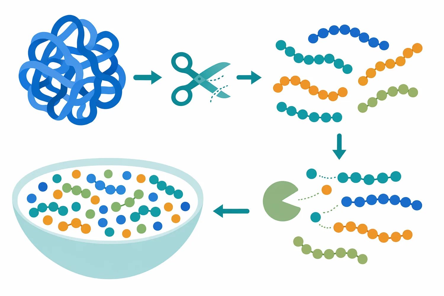 Aminopeptidase functions as a finishing enzyme by trimming N-terminal amino acids from peptides after primary protein hydrolysis has created accessible substrates.