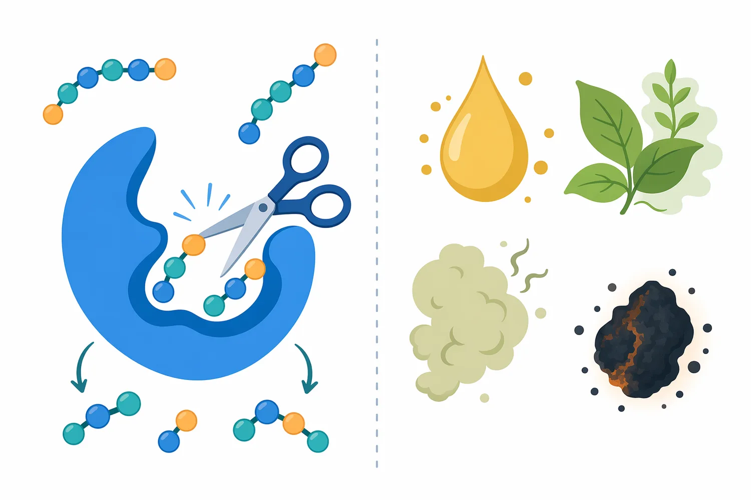 Aminopeptidase can adjust peptide-derived bitterness or savoury depth, but it does not address off-notes caused by non-protein compounds.