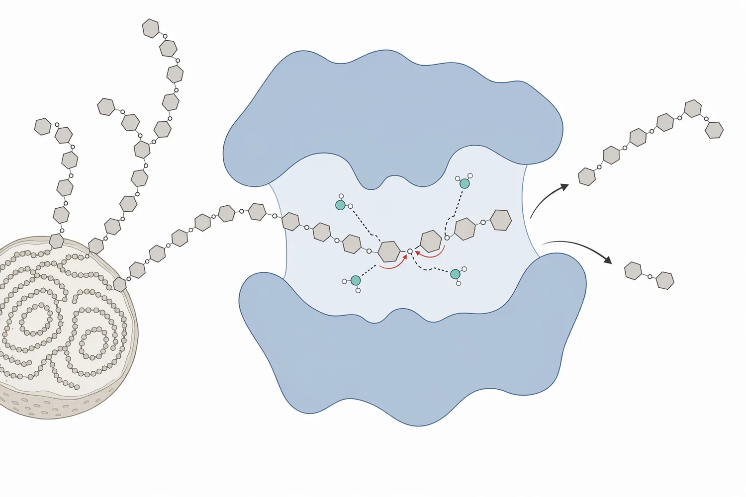 Alpha-amylase acts endo-wise on internal alpha-1,4 bonds in wheat starch, producing dextrins, maltose, maltotriose, and related soluble carbohydrates.