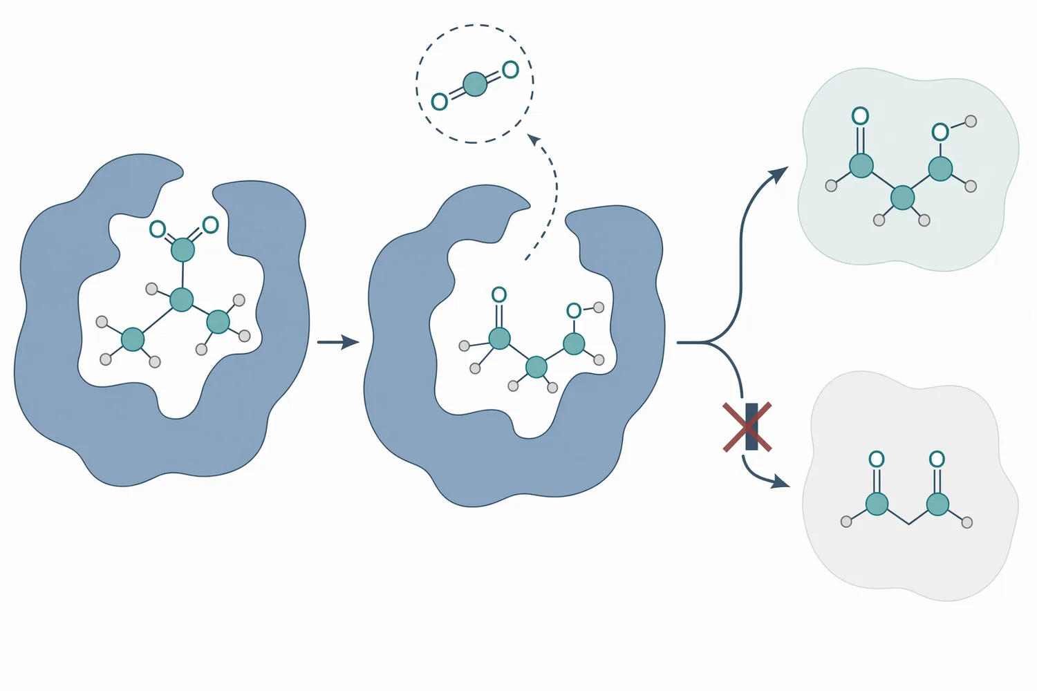 ALDC acts on α-acetolactate upstream of diacetyl formation by converting the precursor to acetoin and carbon dioxide.