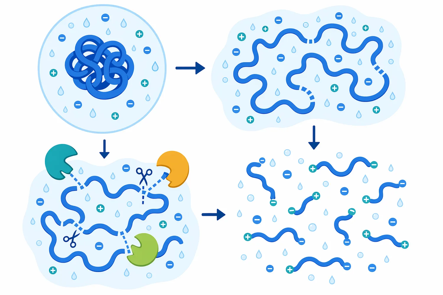 Alkaline conditions can increase protein charge and accessibility, allowing protease cleavage to shift aggregated proteins toward smaller, more dispersible fragments.