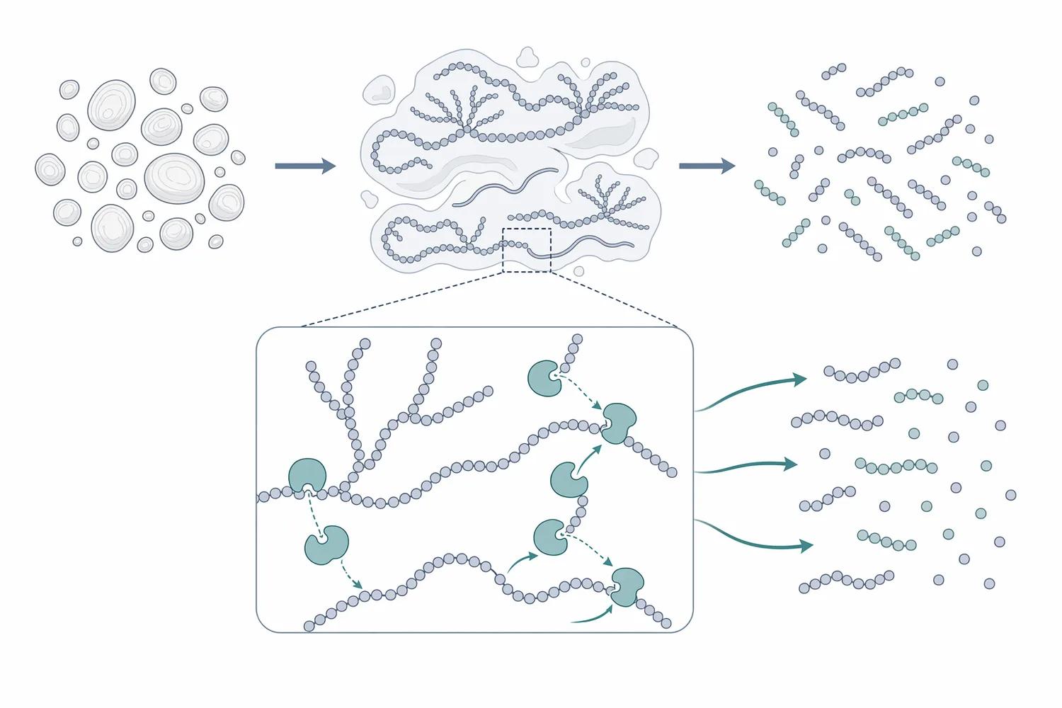 Alpha-amylase cleaves internal alpha-1,4 linkages in gelatinized amylose and amylopectin to create shorter dextrins.