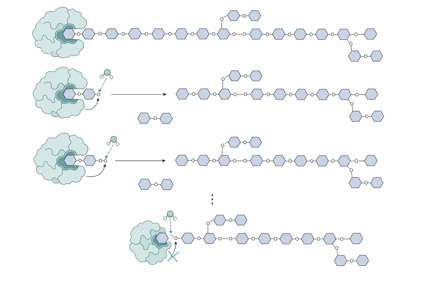 β-Amylase releases maltose units from the non-reducing ends of gelatinized starch until branch points form limit dextrins.