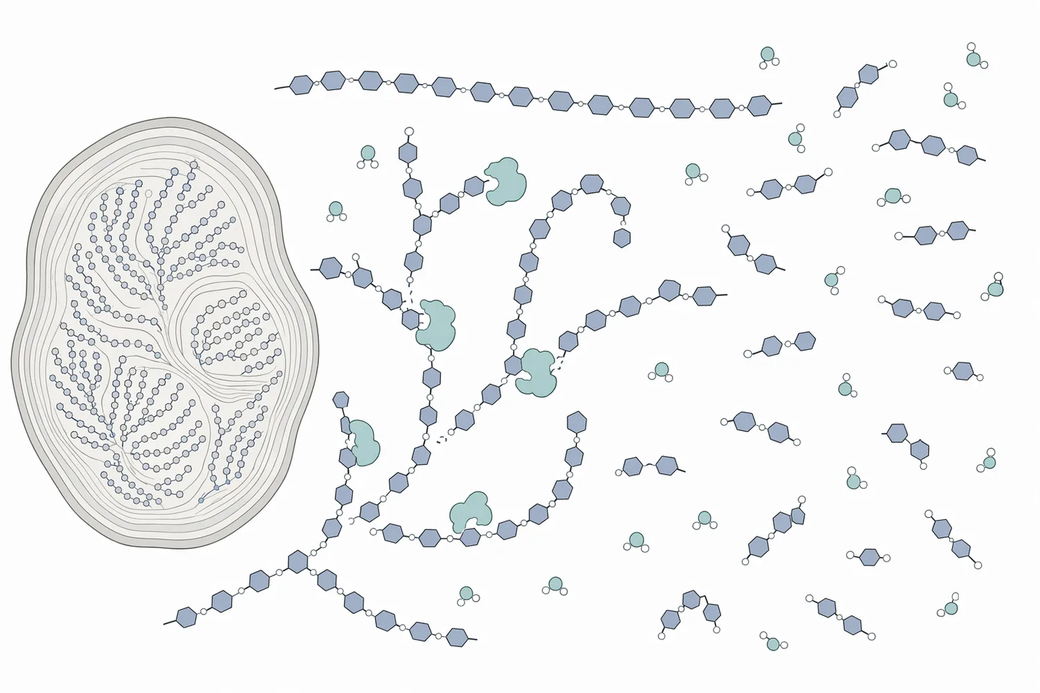 α-Amylase lowers sweet potato paste viscosity by cleaving internal α-1,4 bonds in amylose and amylopectin to form shorter dextrins and oligosaccharides.