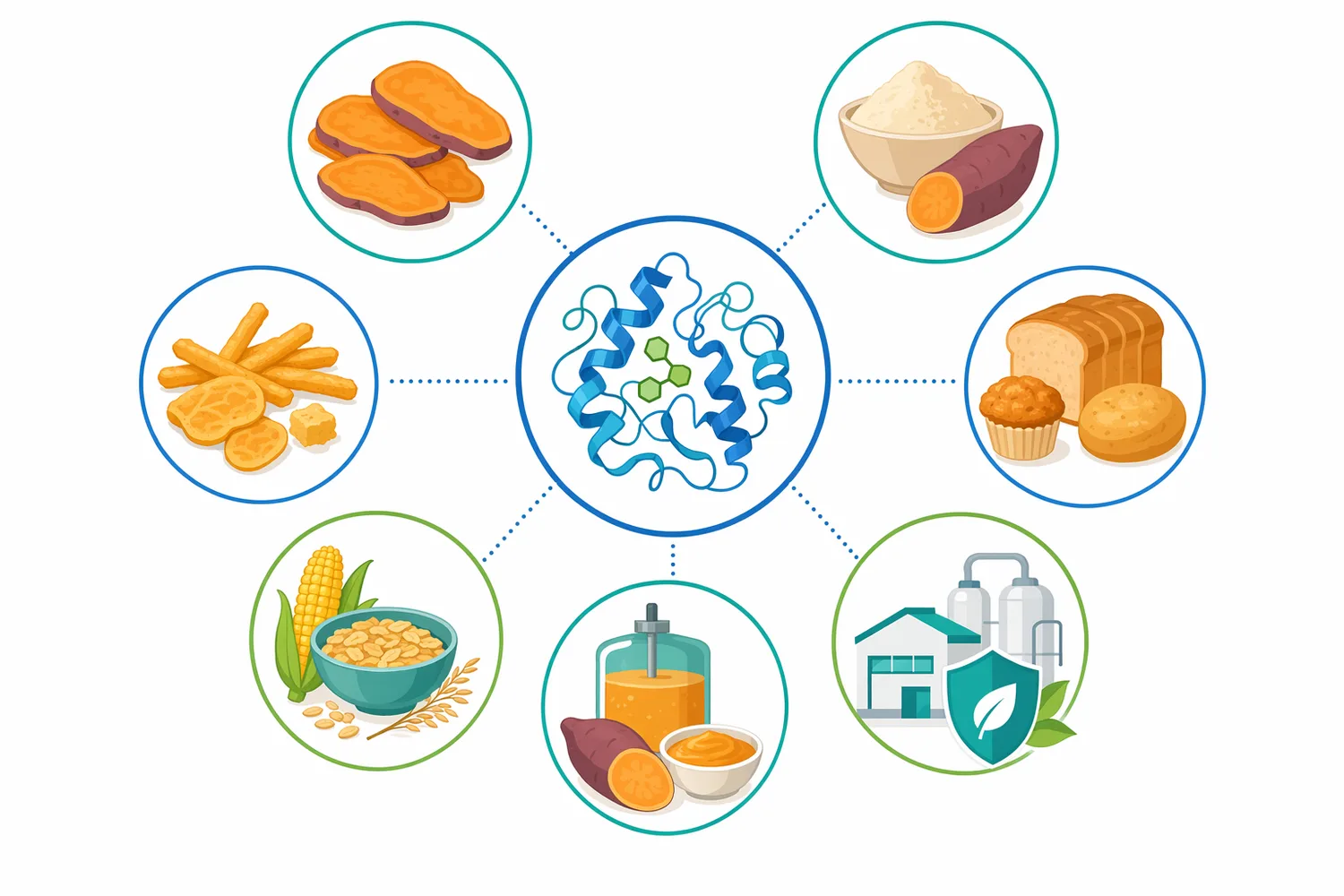 Food-grade α-amylase can be applied across sweet potato puree, powder, flakes, granules, and surface-treated cut pieces when starch-driven thickness is the processing constraint.