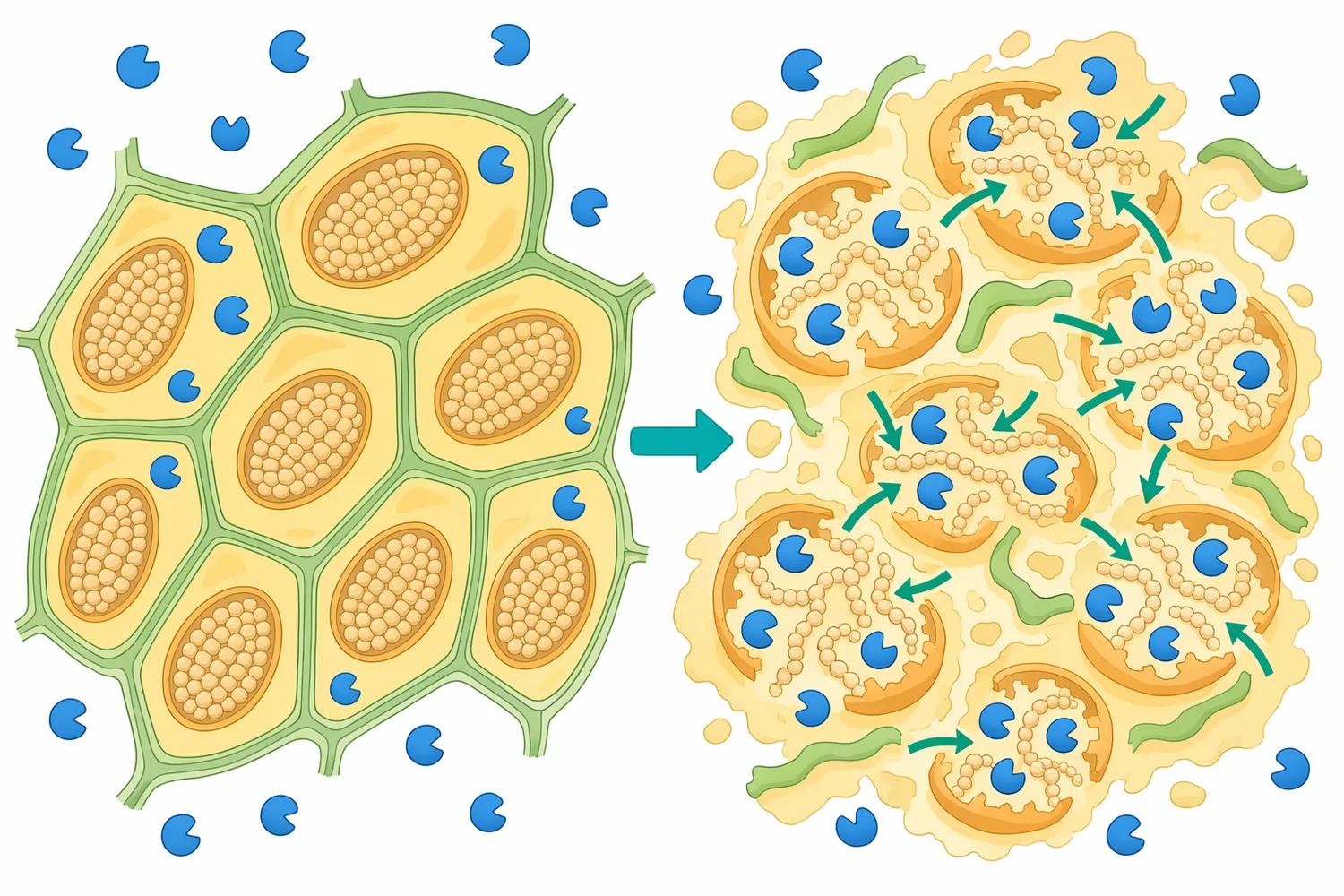 Heating, hydration, and tissue disruption make sweet potato starch more accessible to enzymatic hydrolysis.