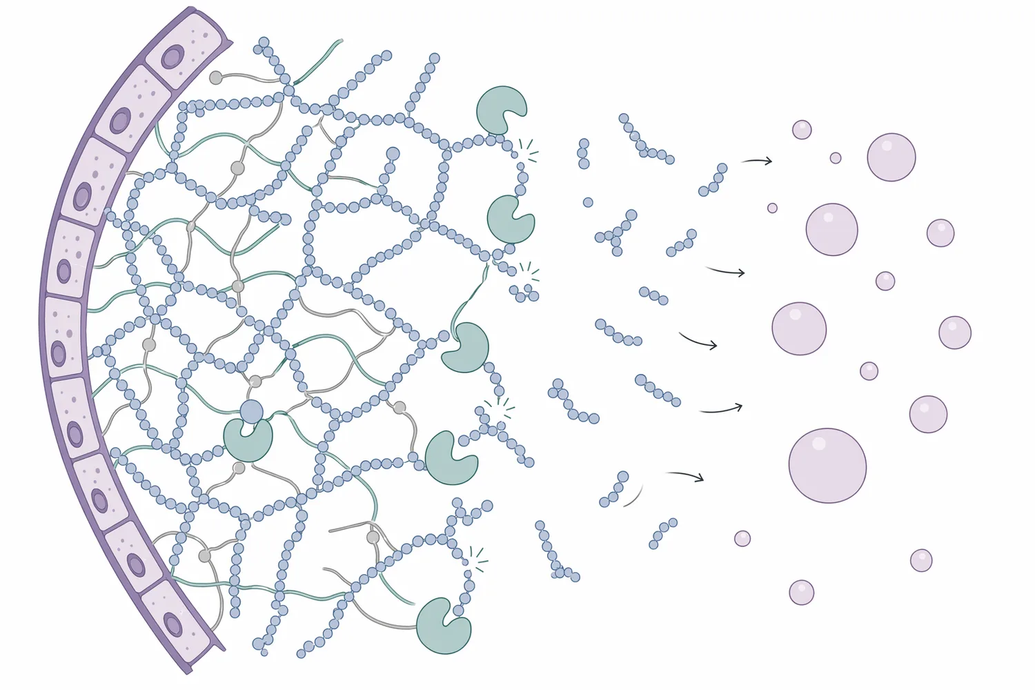β-Glucanase hydrolyzes β-linked glucan chains into shorter fragments that have less network-forming and water-holding capacity.
