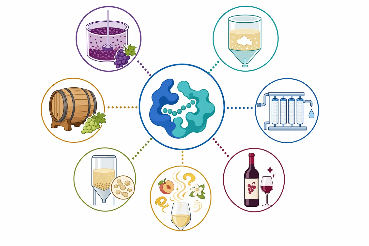 The main wine applications are botrytised lots, post-fermentation clarification, pre-filtration conditioning and lees aging.