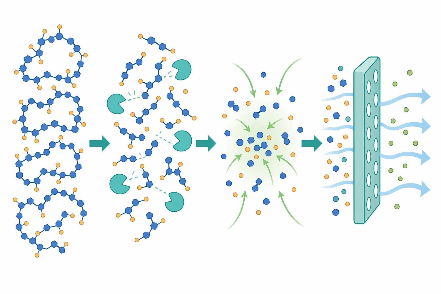 Reducing glucan chain length can improve filterability even when the total carbohydrate mass has not disappeared.