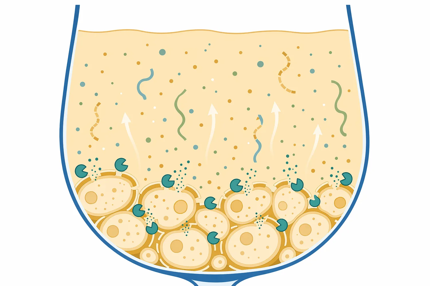 During lees aging, β-glucanase can weaken yeast-cell-wall glucans and support release of mannoprotein-rich autolysis material.
