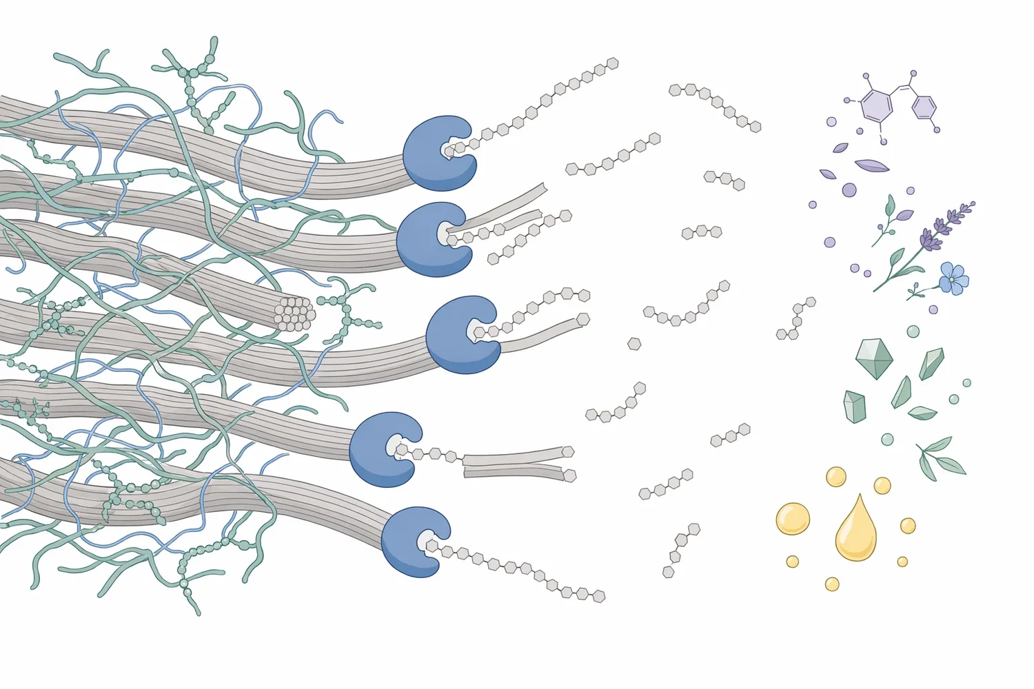 Cellulase hydrolyzes β-1,4-linked cellulose chains at accessible wall surfaces, weakening the scaffold and opening paths for extraction liquid.