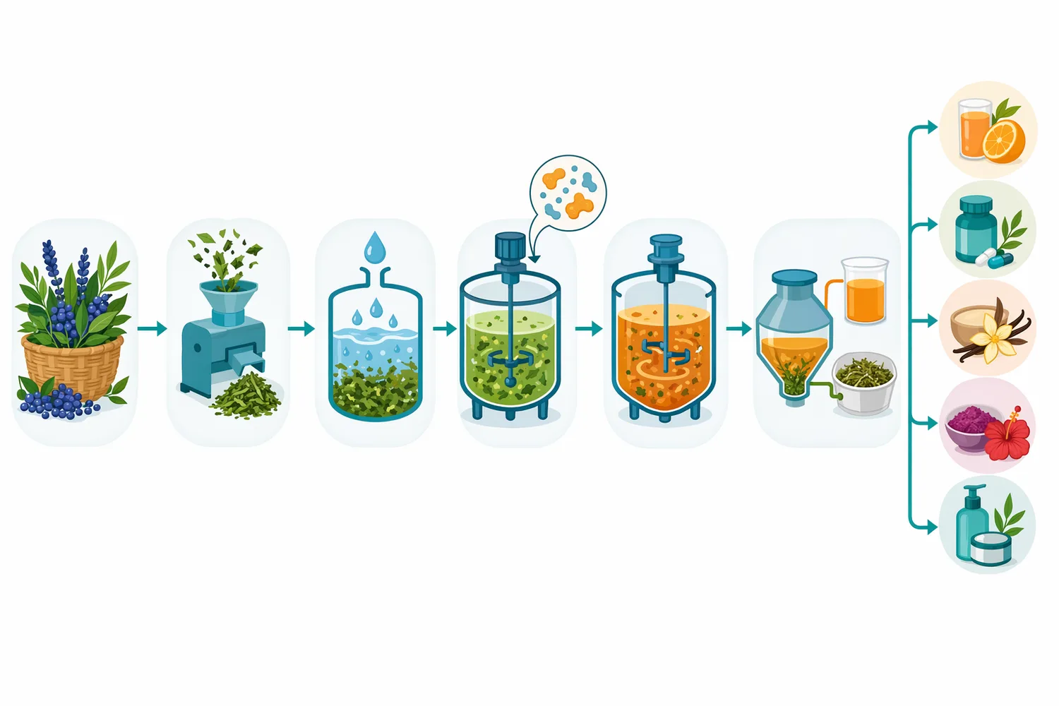 In botanical extraction, cellulase is typically added during hydration or extraction before solid-liquid separation and final concentration or drying.