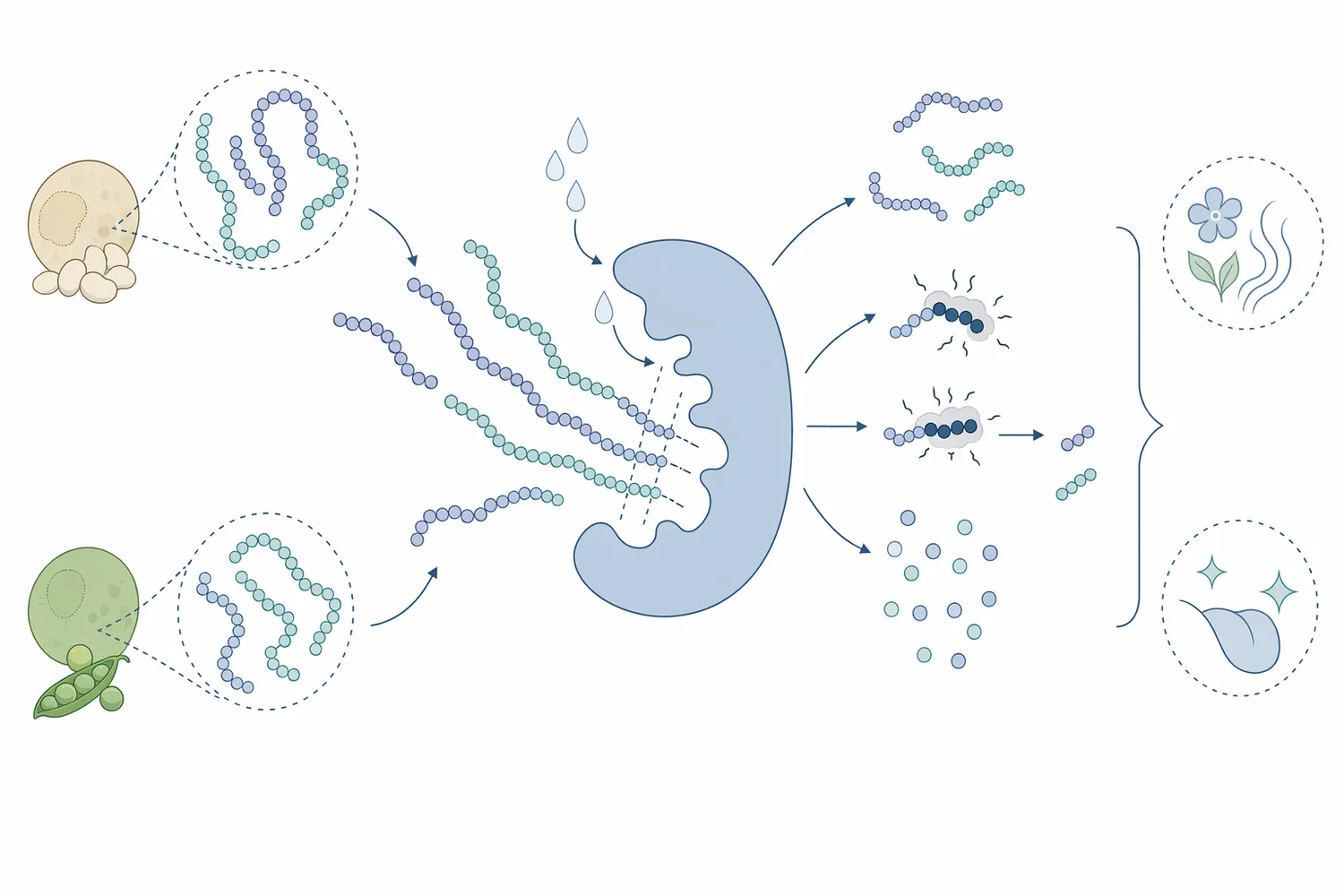 Controlled protease hydrolysis converts large plant proteins into smaller peptides and amino acids that can improve dispersion, solubility, mouthfeel, and savory taste.