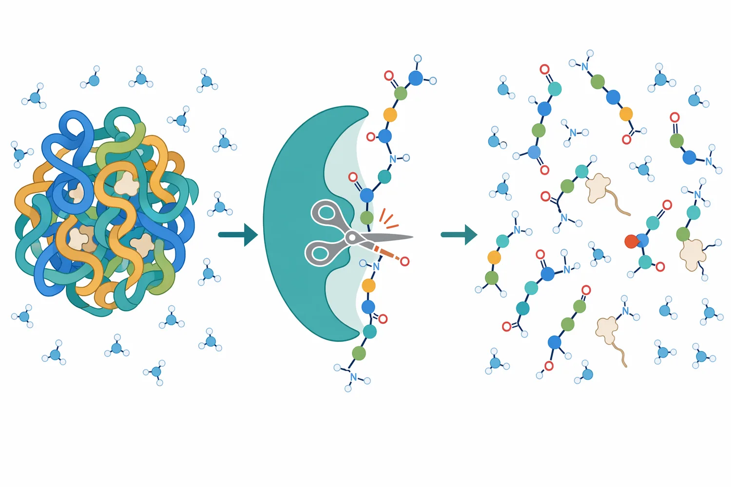 Protease treatment reduces protein size and exposes chemical groups that change both functionality and sensory behavior.