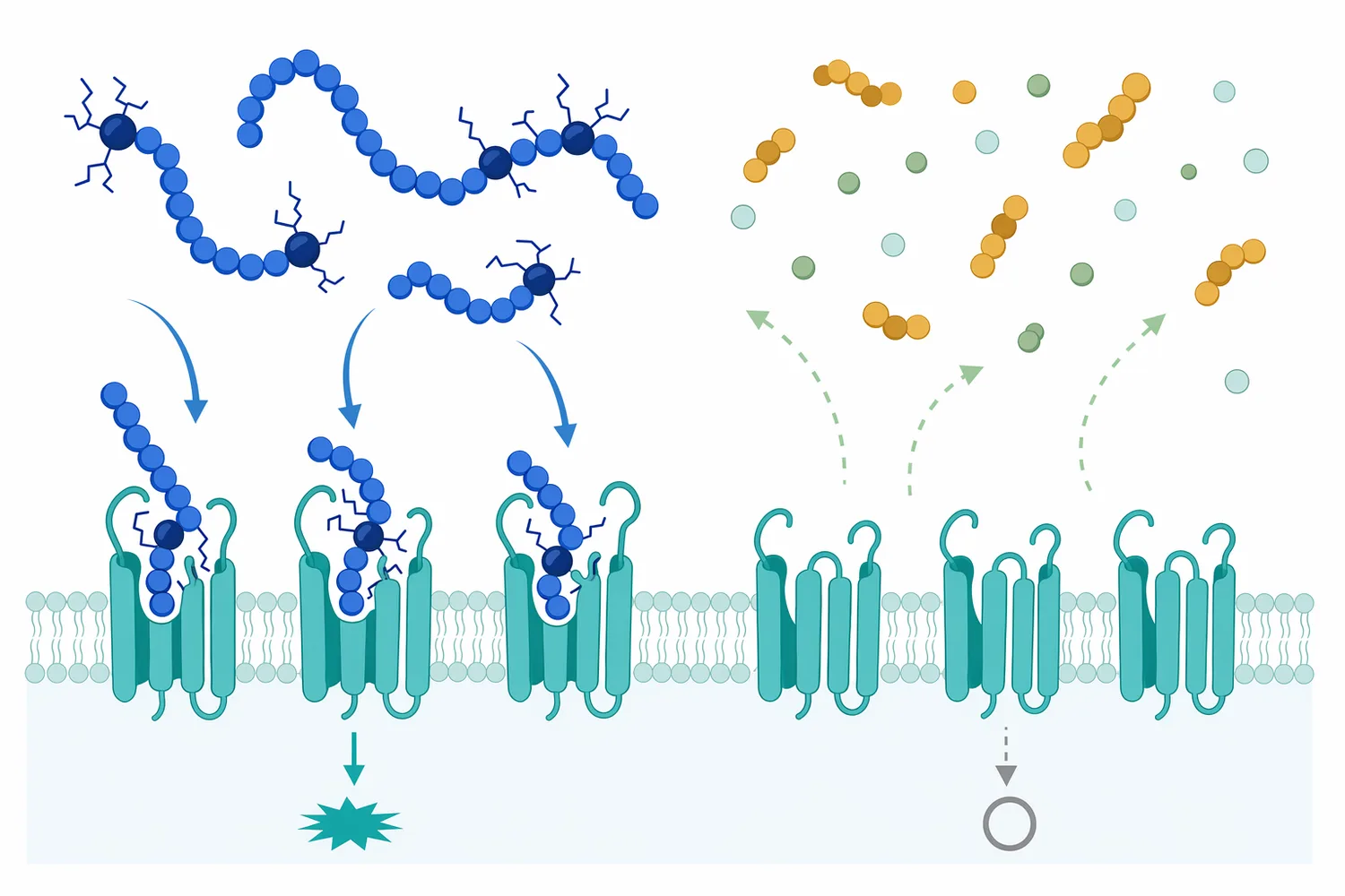 Bitterness is linked to specific hydrophobic peptide fragments rather than to hydrolysis alone.