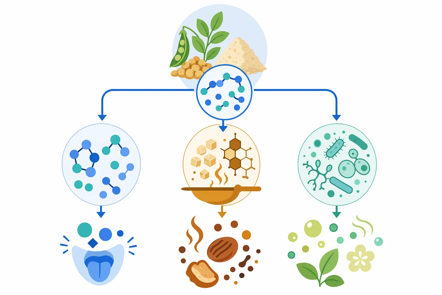 Plant protein hydrolysates can act as direct flavor contributors and as precursors for Maillard or fermentation-derived savory notes.