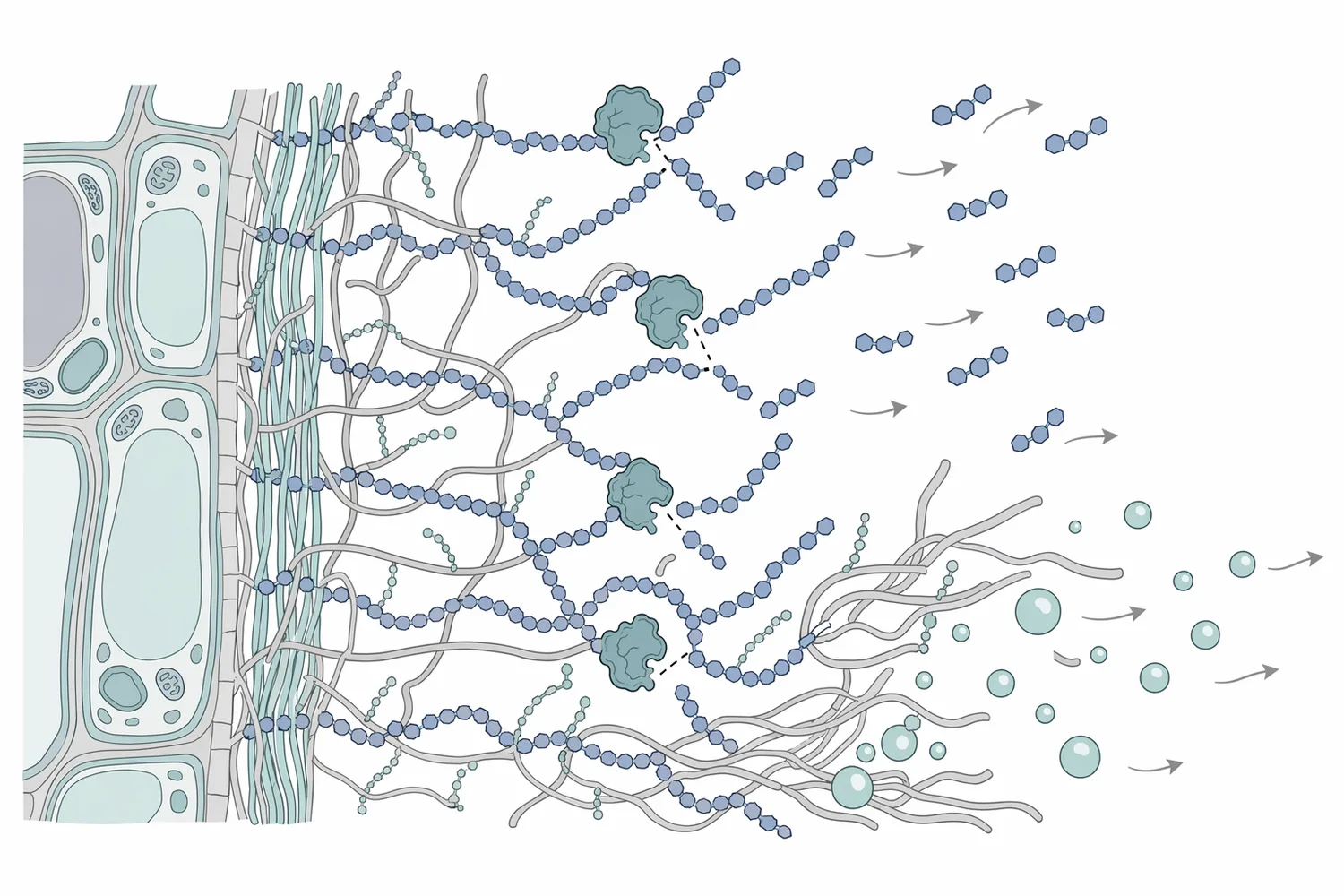 β-Glucanase hydrolyzes susceptible β-glycosidic bonds in long β-glucan chains, producing shorter fragments with reduced network-forming behavior.