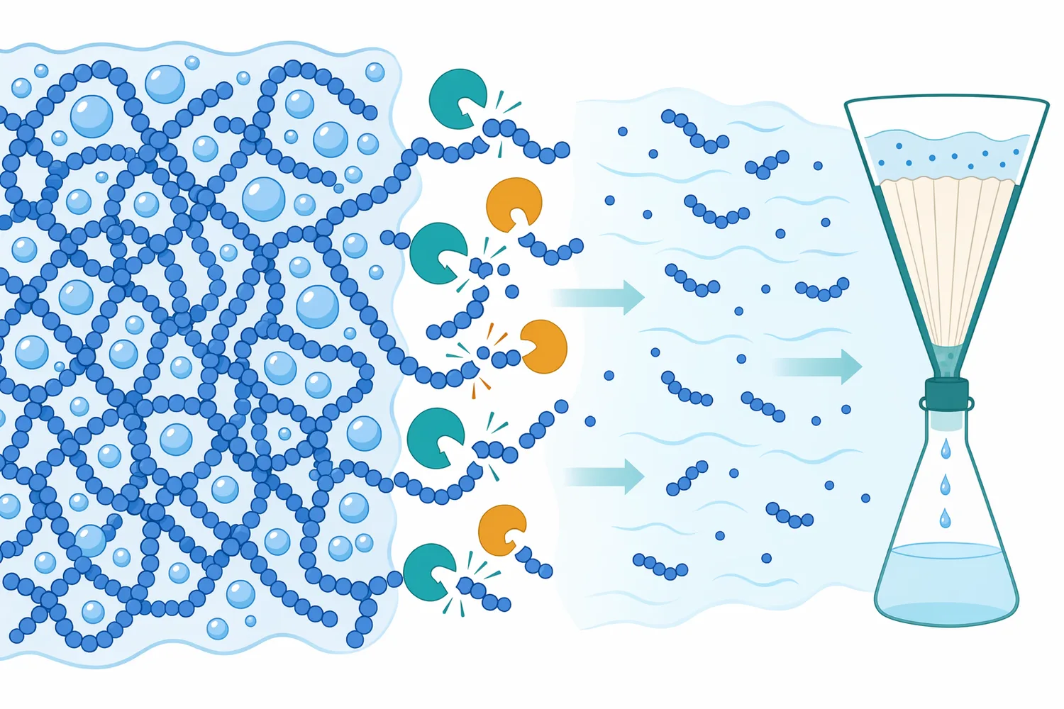 Long hydrated β-glucan chains can entangle and bind water, while enzymatic depolymerization reduces the physical causes of high viscosity.