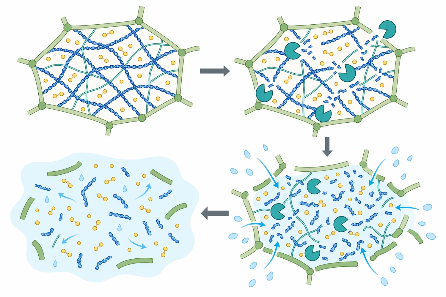 Hydrolysis of glucan-rich wall structures can loosen the matrix and shorten diffusion paths for soluble extractives.
