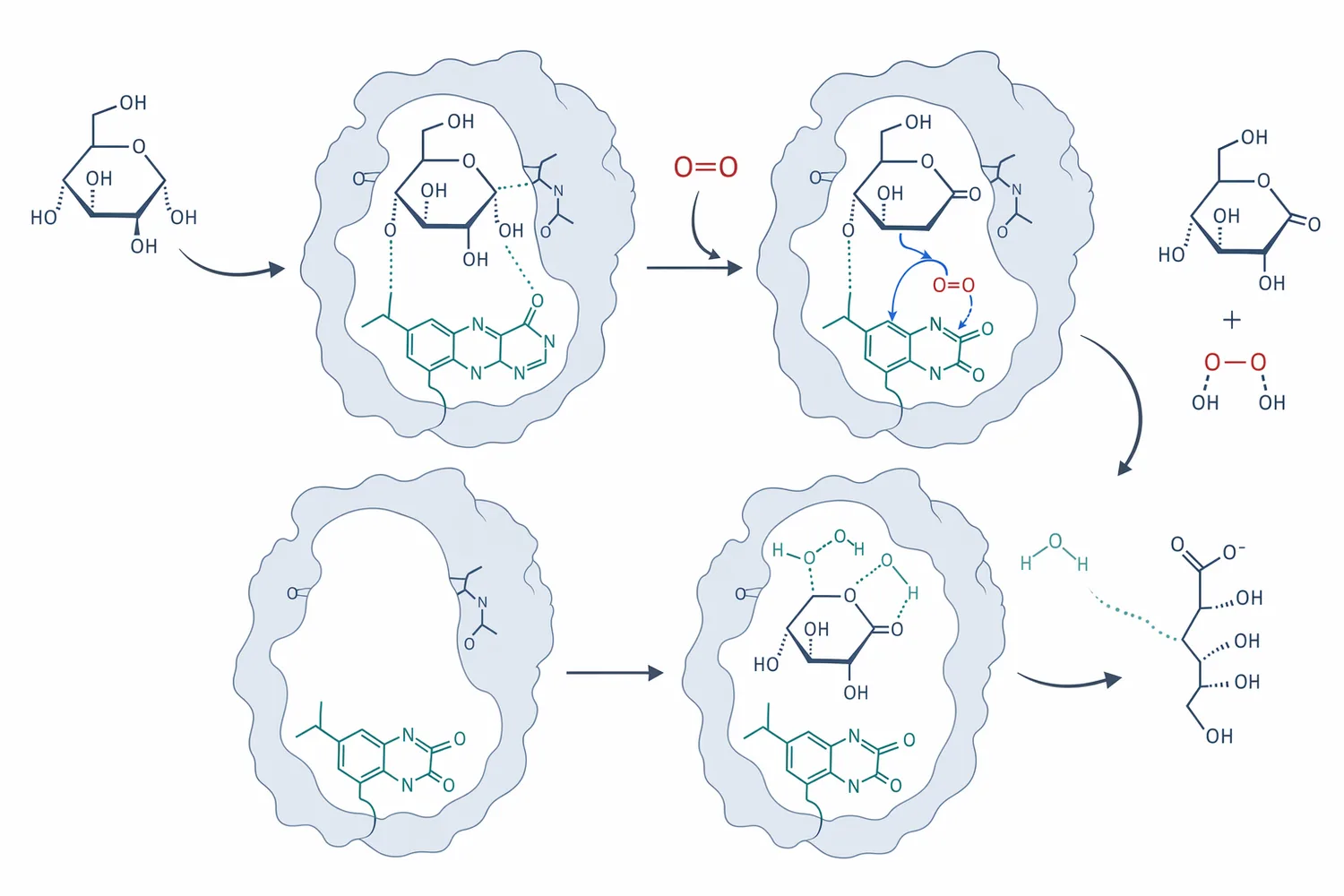 Glucose oxidase selectively oxidizes glucose with oxygen to form D-glucono-lactone and hydrogen peroxide, followed by hydrolysis to gluconic acid and neutralization to gluconate salts.