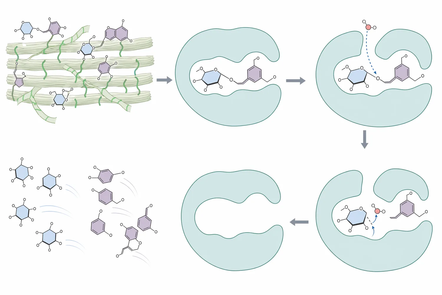 β-Glucosidase hydrolyzes compatible glucose-linked glycosides into glucose and an aglycone that can alter flavor, aroma, or extract composition.