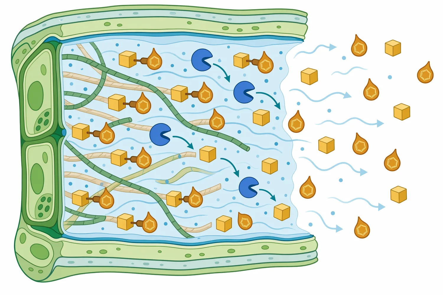 Many botanical compounds are stored as glycosides, and removing glucose can change volatility, solubility, and extract behavior.