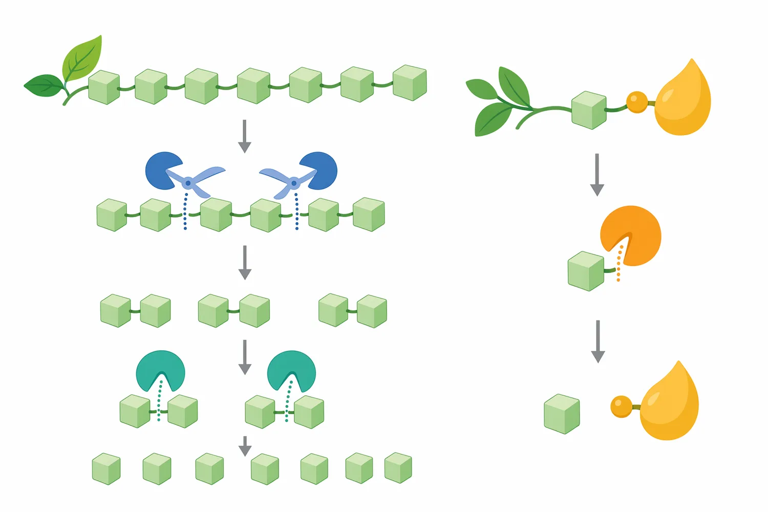 In plant processing, β-glucosidase can finish soluble cellulose-derived fragments and also convert small-molecule glucosides, but it does not replace full cellulase systems.