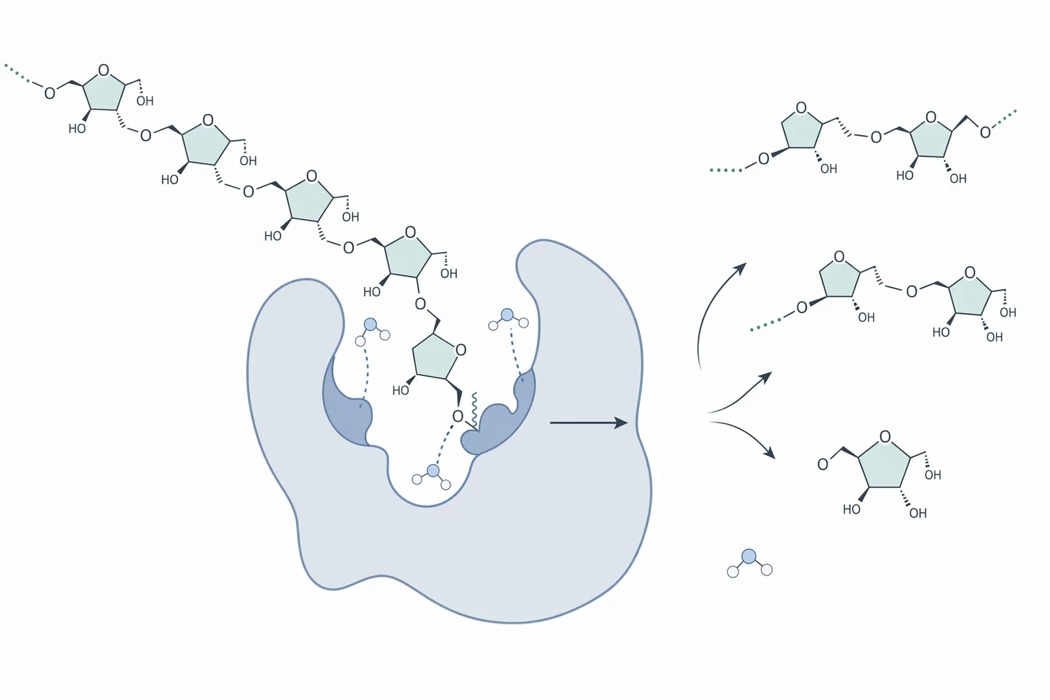 Inulinase cleaves β-2,1 fructosidic bonds in inulin, shifting long fructan chains toward shorter fructooligosaccharides.