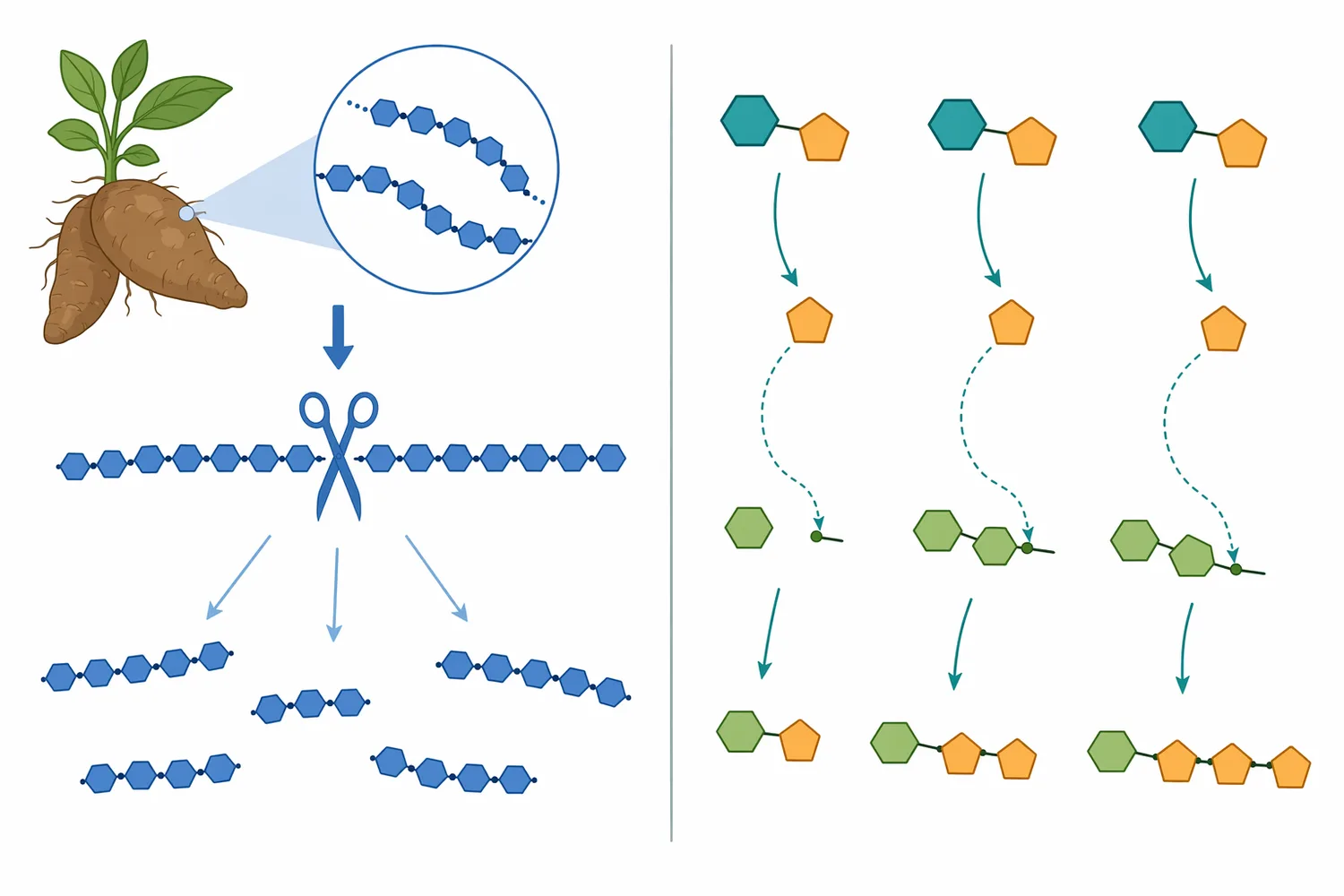 FOS can be produced either by shortening an existing inulin polymer or by fructosyltransferase-mediated transfer from sucrose systems.