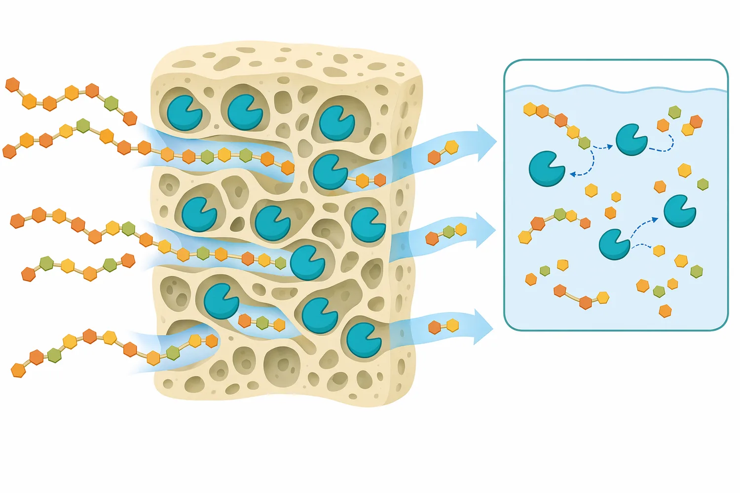 Immobilized inulinase systems can retain the catalyst in a structured material while substrate contacts the enzyme and product leaves the reactor.