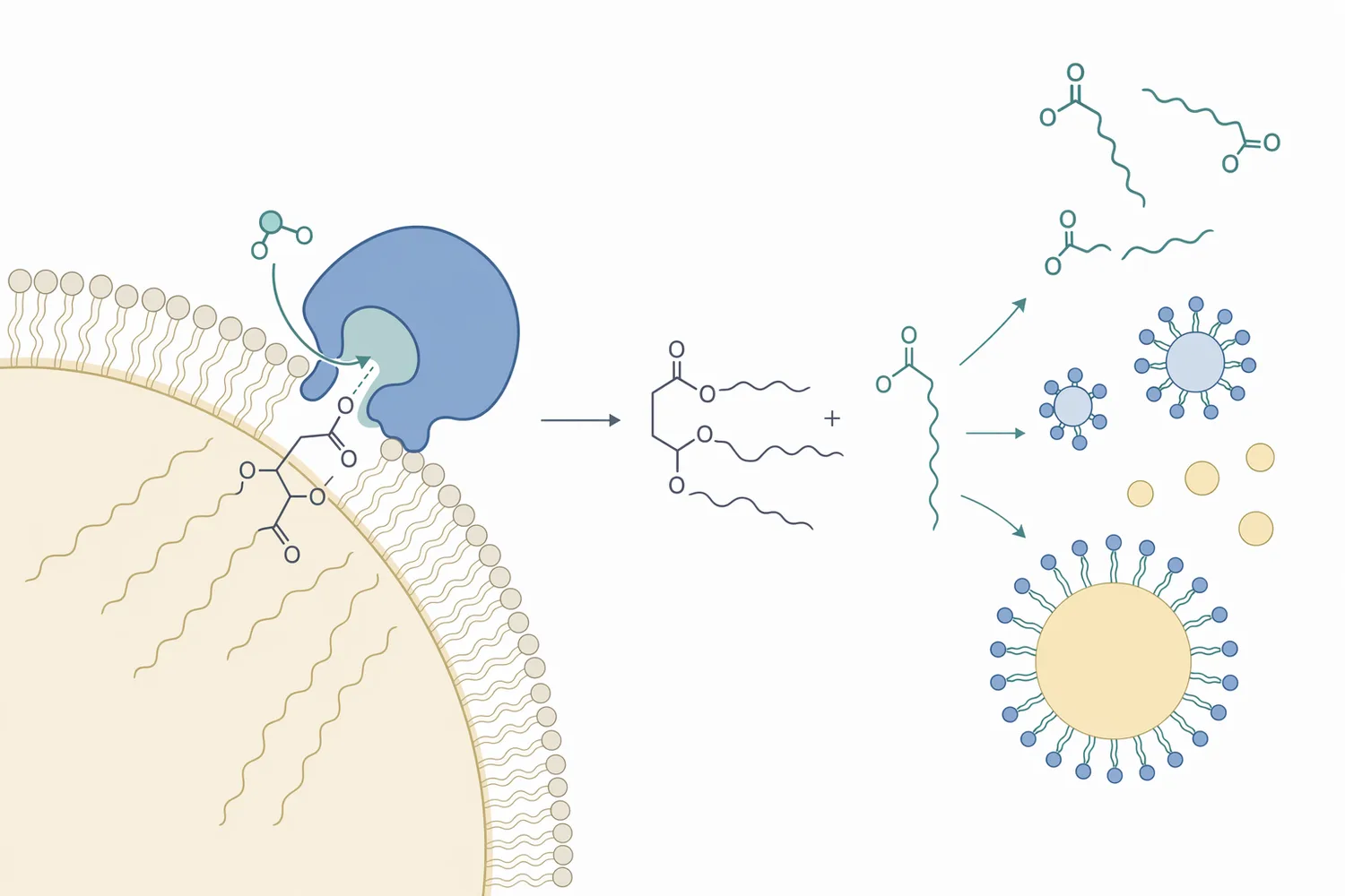 Lipase hydrolyzes ester bonds in triglycerides to form free fatty acids, monoacylglycerols, diacylglycerols, and related lipid fragments.