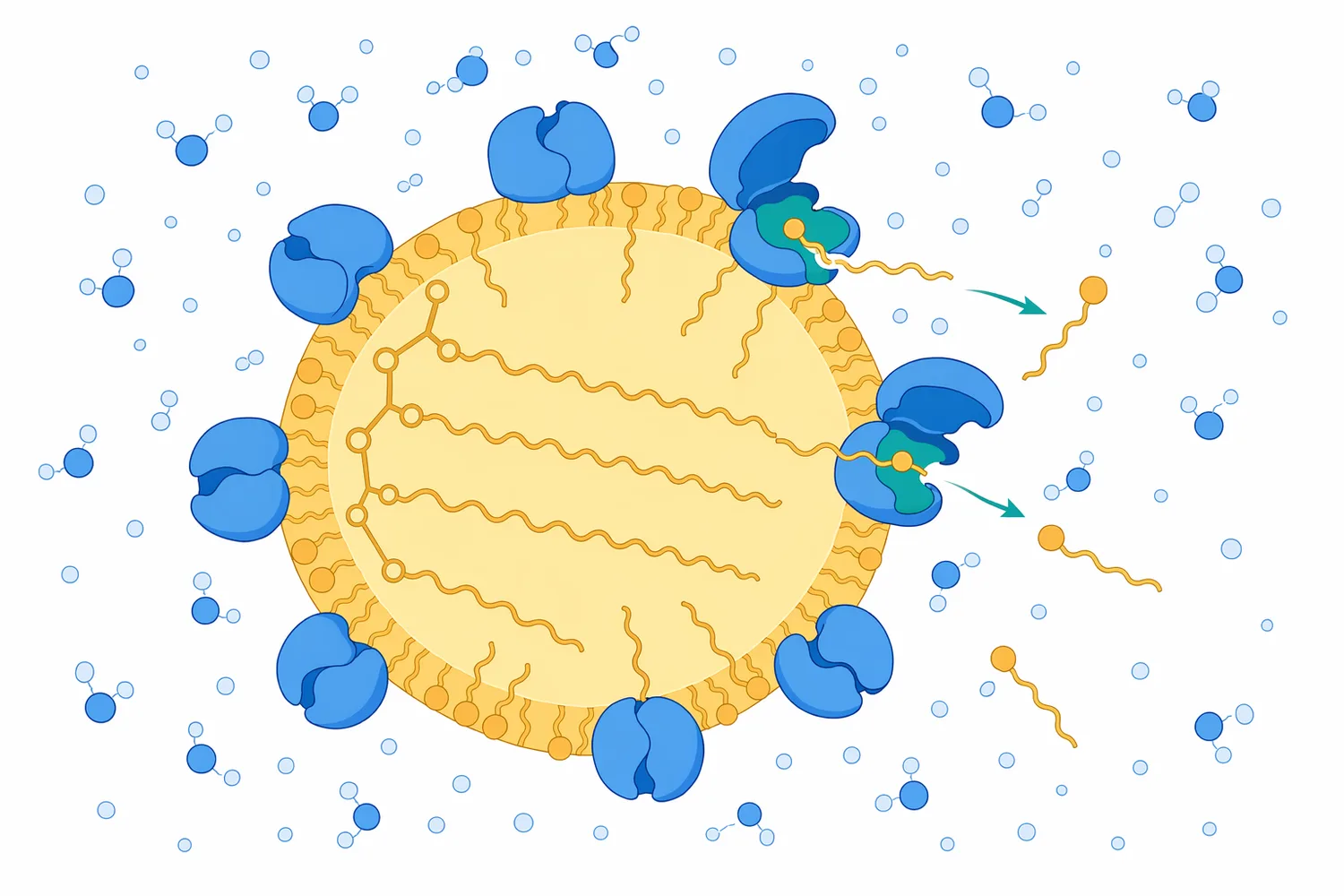 Many lipases act most effectively at the fat–water interface where lipid ester bonds are accessible to the enzyme active site.
