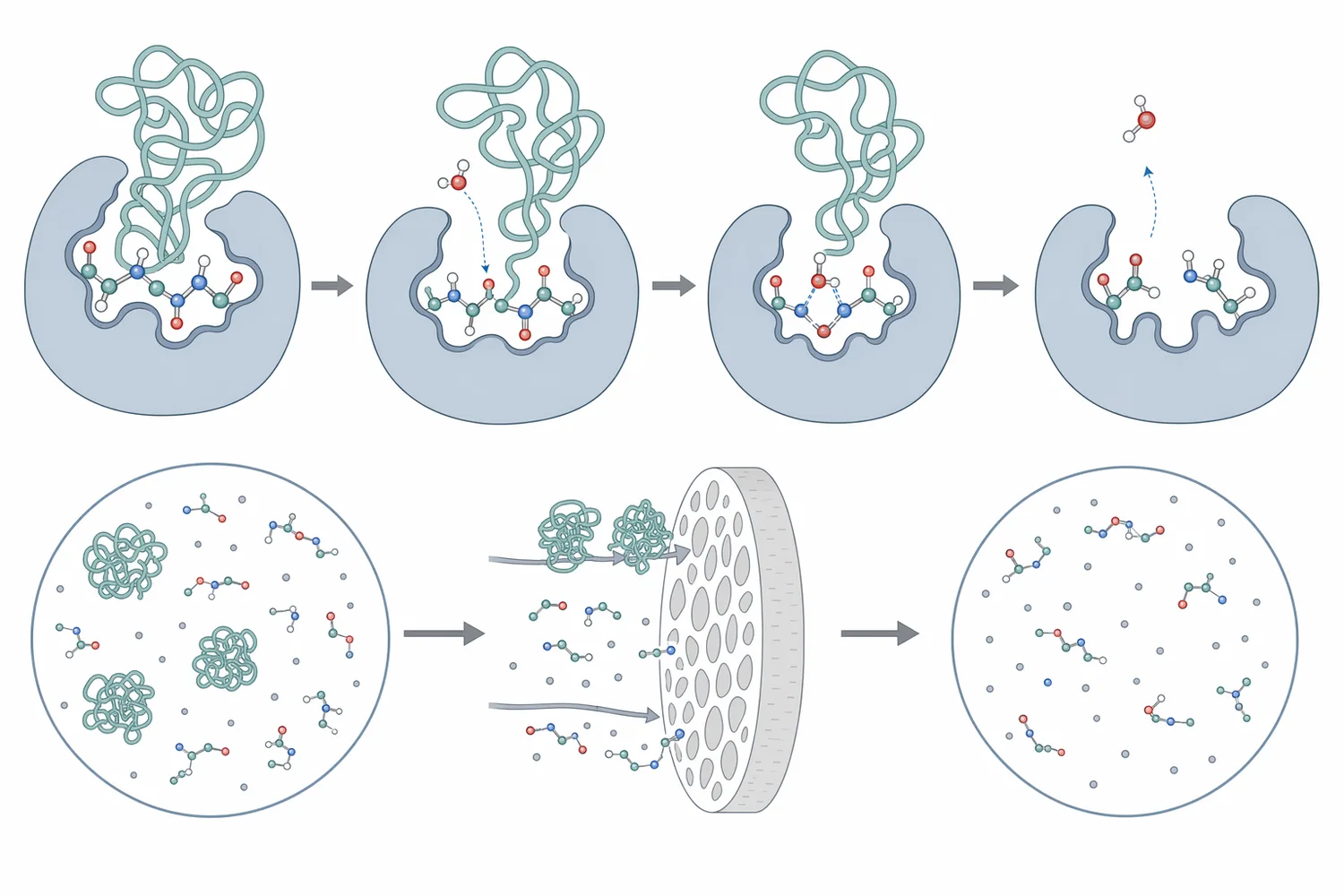 Food-grade neutral protease improves filtration by hydrolyzing haze-forming proteins into smaller soluble peptides.
