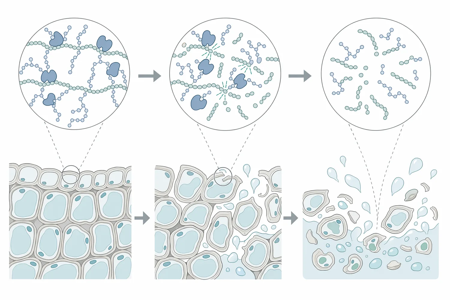Pectinase breaks down pectic substances in plant cell walls and the middle lamella so crushed fruit pulp behaves less like a gel and more like a separable suspension.