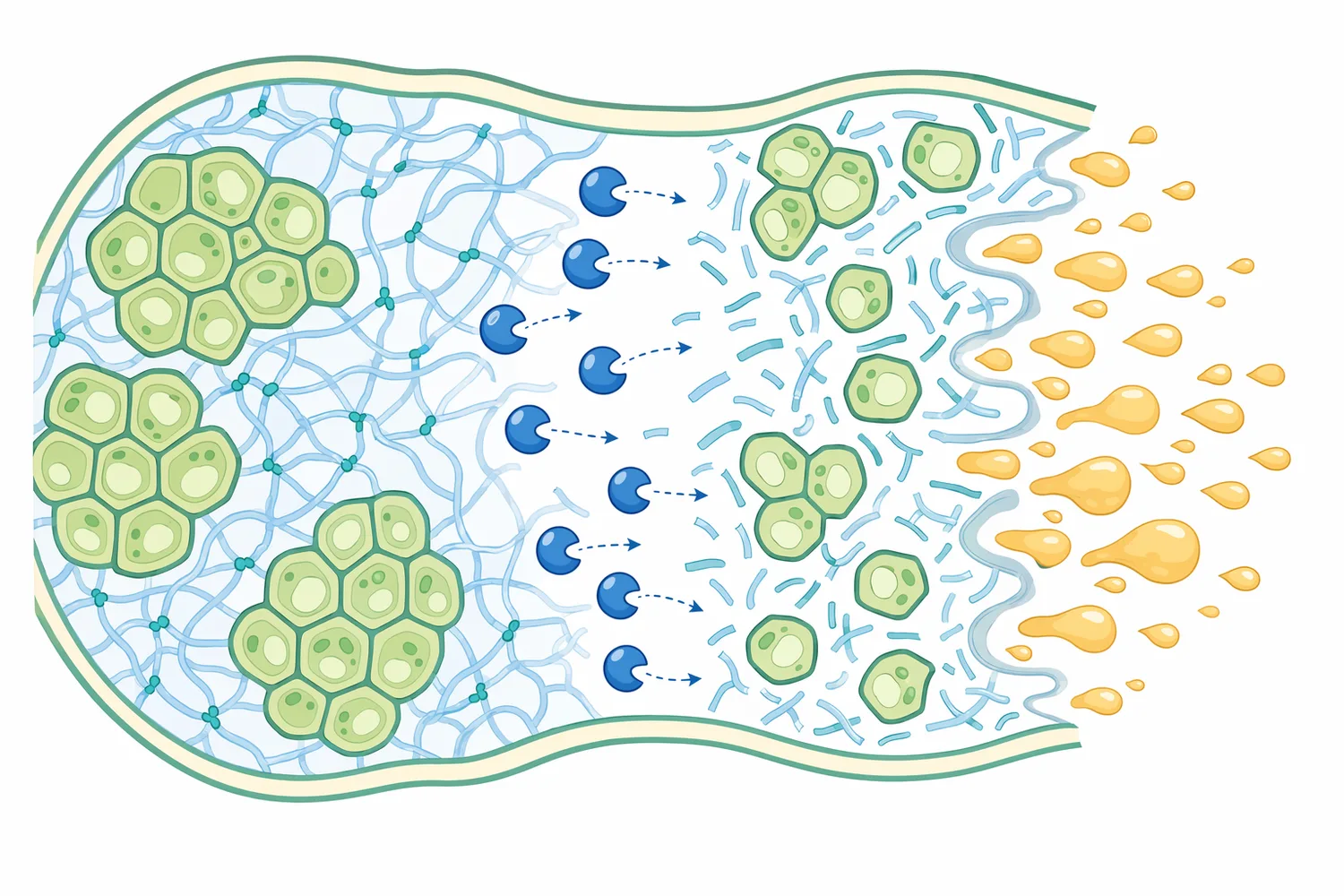 Pectin depolymerisation, middle-lamella weakening and colloid breakdown are linked changes that support lower viscosity, juice release and clarification.