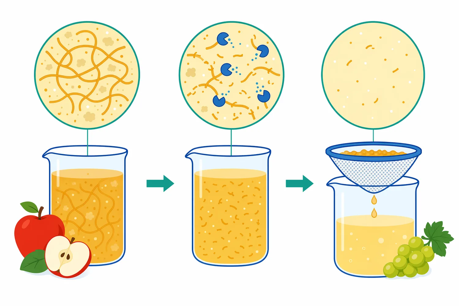 Pectinase can reduce pectin-related haze and improve filterability by degrading colloidal pectic substances in juice.