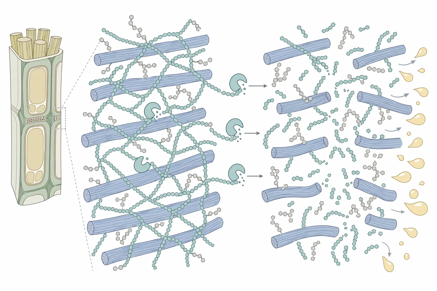Pectinase depolymerizes pectic substances into shorter fragments, which reduces water binding, weakens cell adhesion, and lowers colloidal stabilization.
