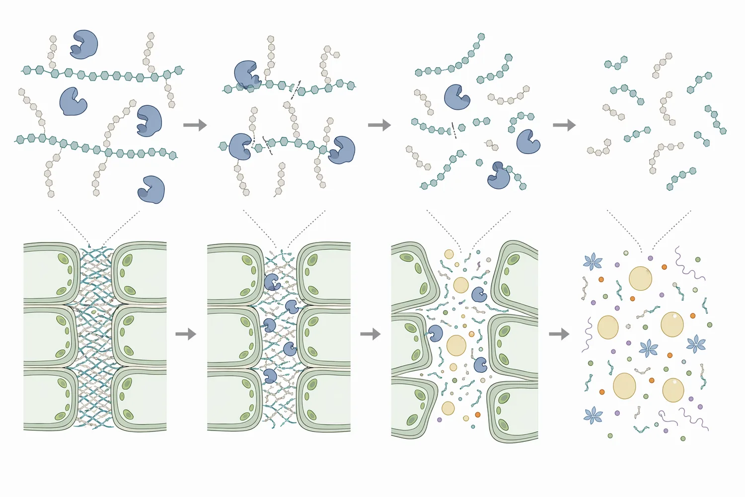 Pectinase improves plant extraction by depolymerizing pectin-rich wall material, which reduces viscosity, weakens cell adhesion, and improves release of entrapped liquid and soluble compounds.