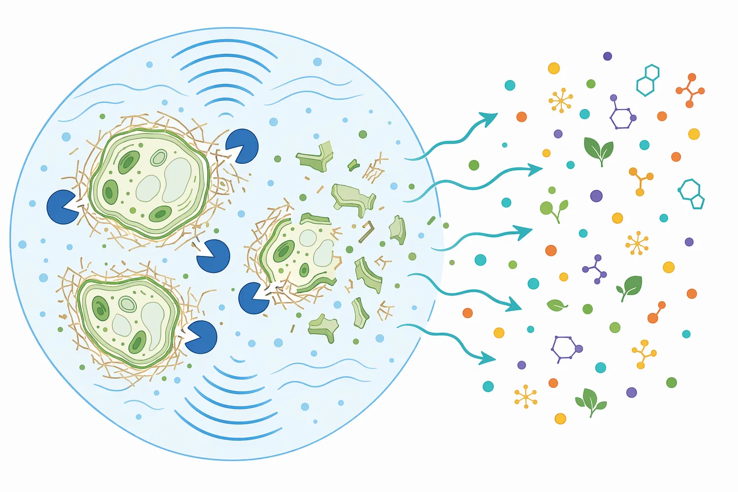 Hybrid physical and enzymatic extraction approaches can combine improved mass transfer with biochemical cleavage of plant-wall polymers.