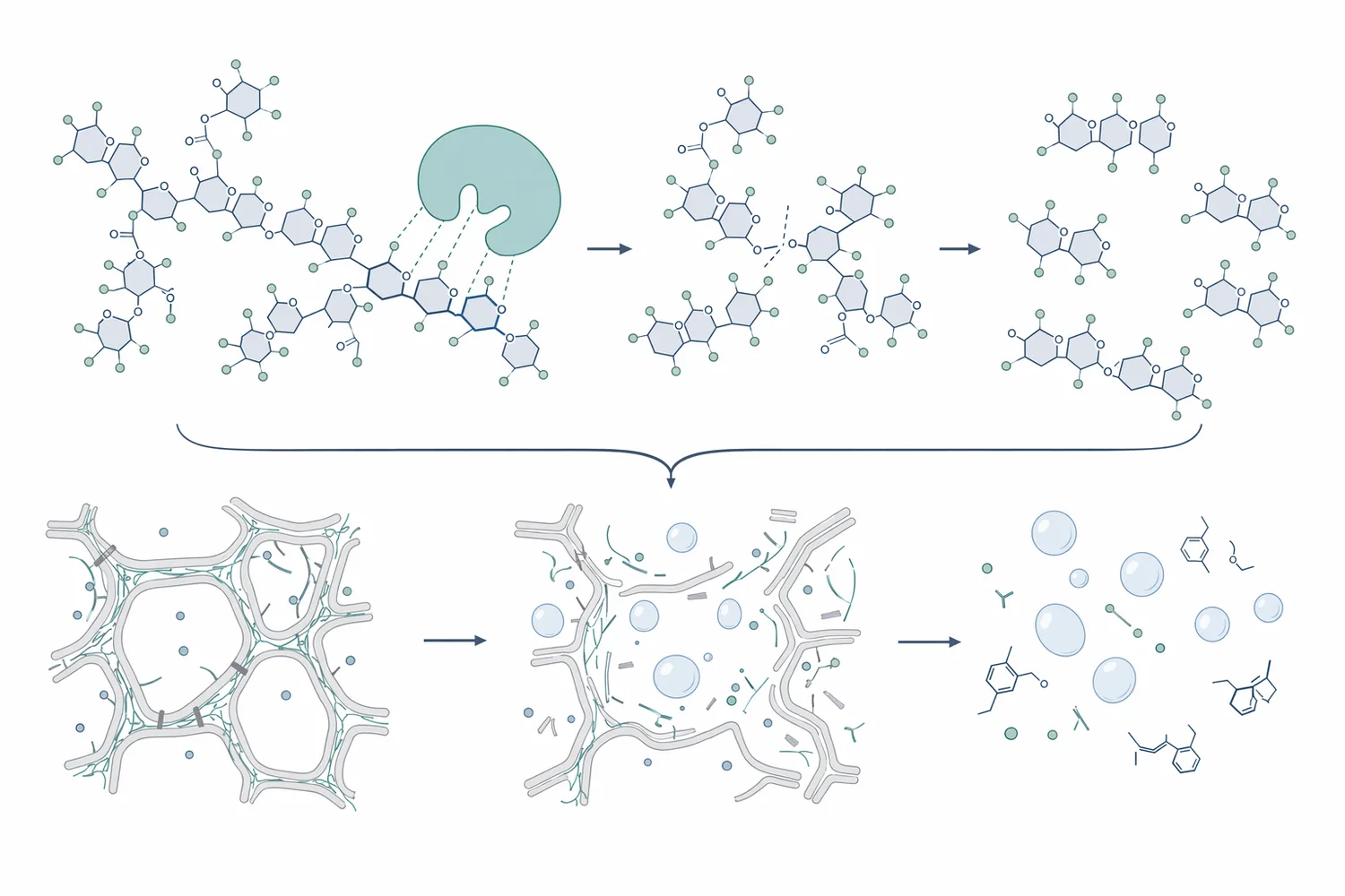 Food-grade pectinase hydrolyzes grape pectin, lowering must viscosity and improving juice clarification and aroma extraction in white wine production.