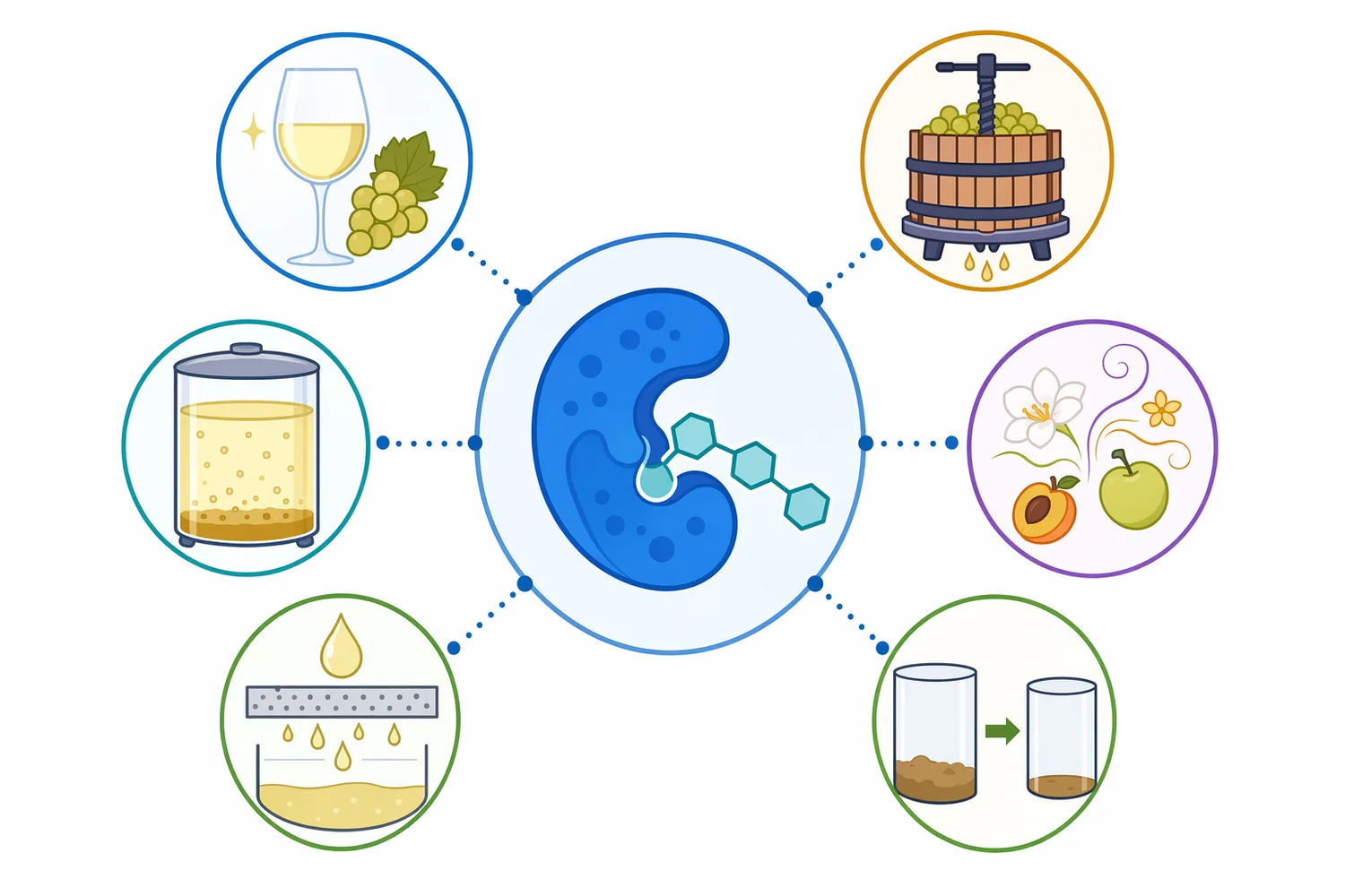 Wine pectinase is mainly used to improve clarification, pressing efficiency, filterability, juice yield, and sensory expression in white and aromatic wines.