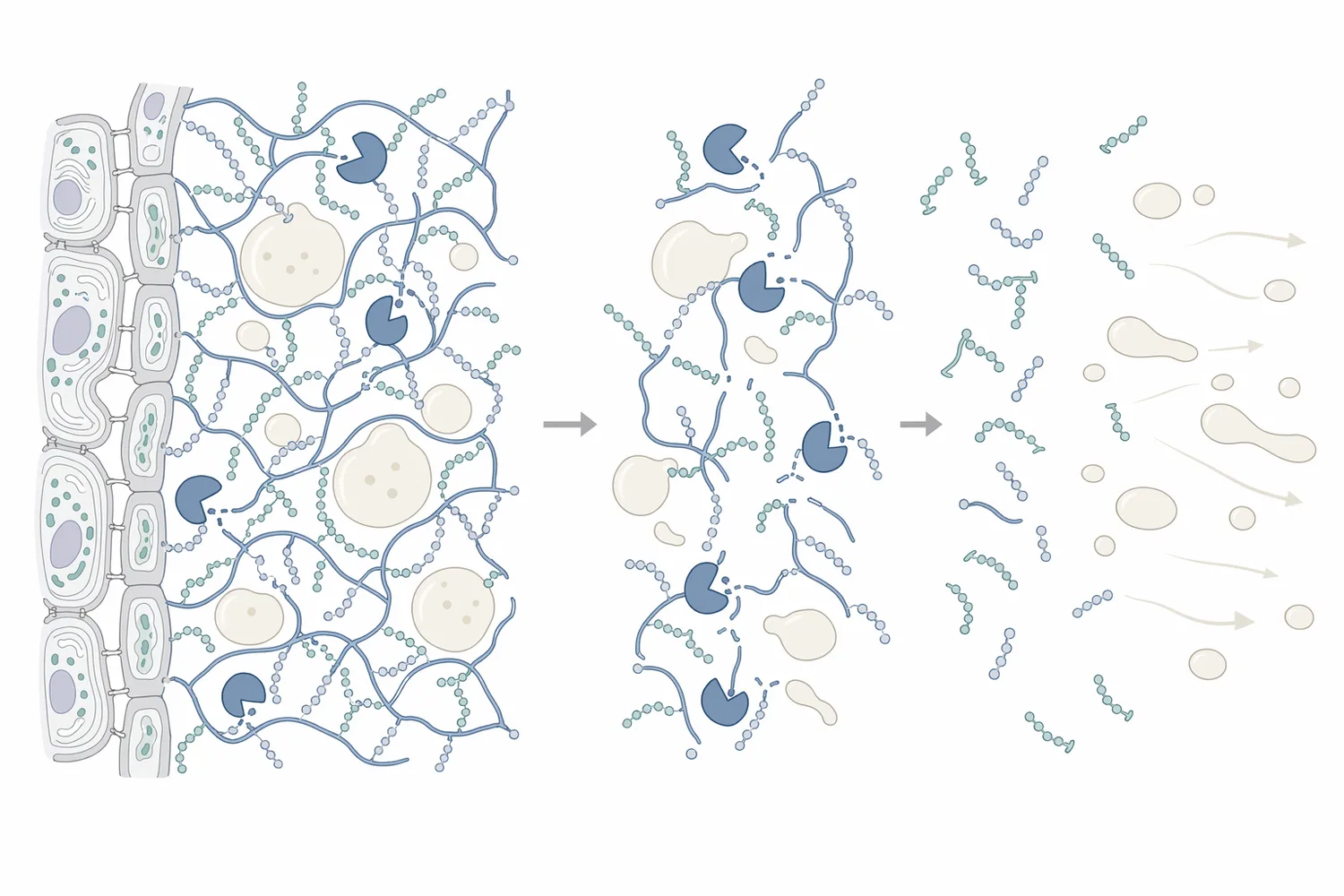 Pectinase cleaves long pectin chains in fruit cell-wall material into smaller fragments, weakening the hydrated network that traps juice and supports viscosity.