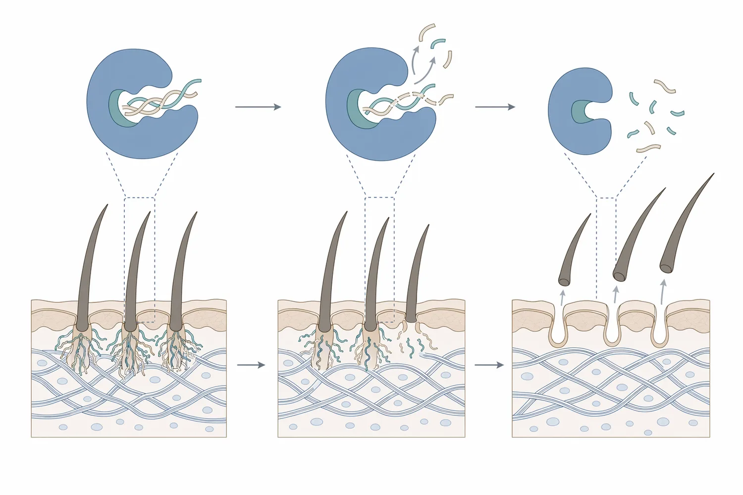 Enzymatic dehairing targets follicle-associated and non-collagenous protein structures that anchor hair while aiming to preserve the collagen network.