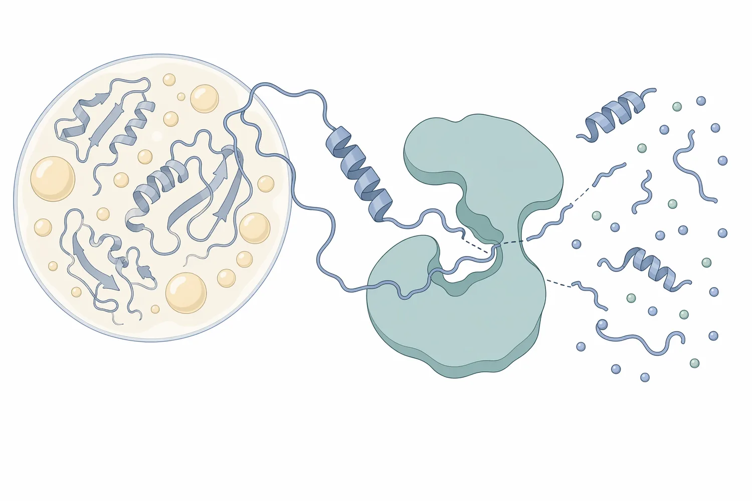 Protease hydrolyzes peptide bonds in liquid egg proteins, producing smaller fragments that change hydration, aggregation, interfacial behavior, and heat response.