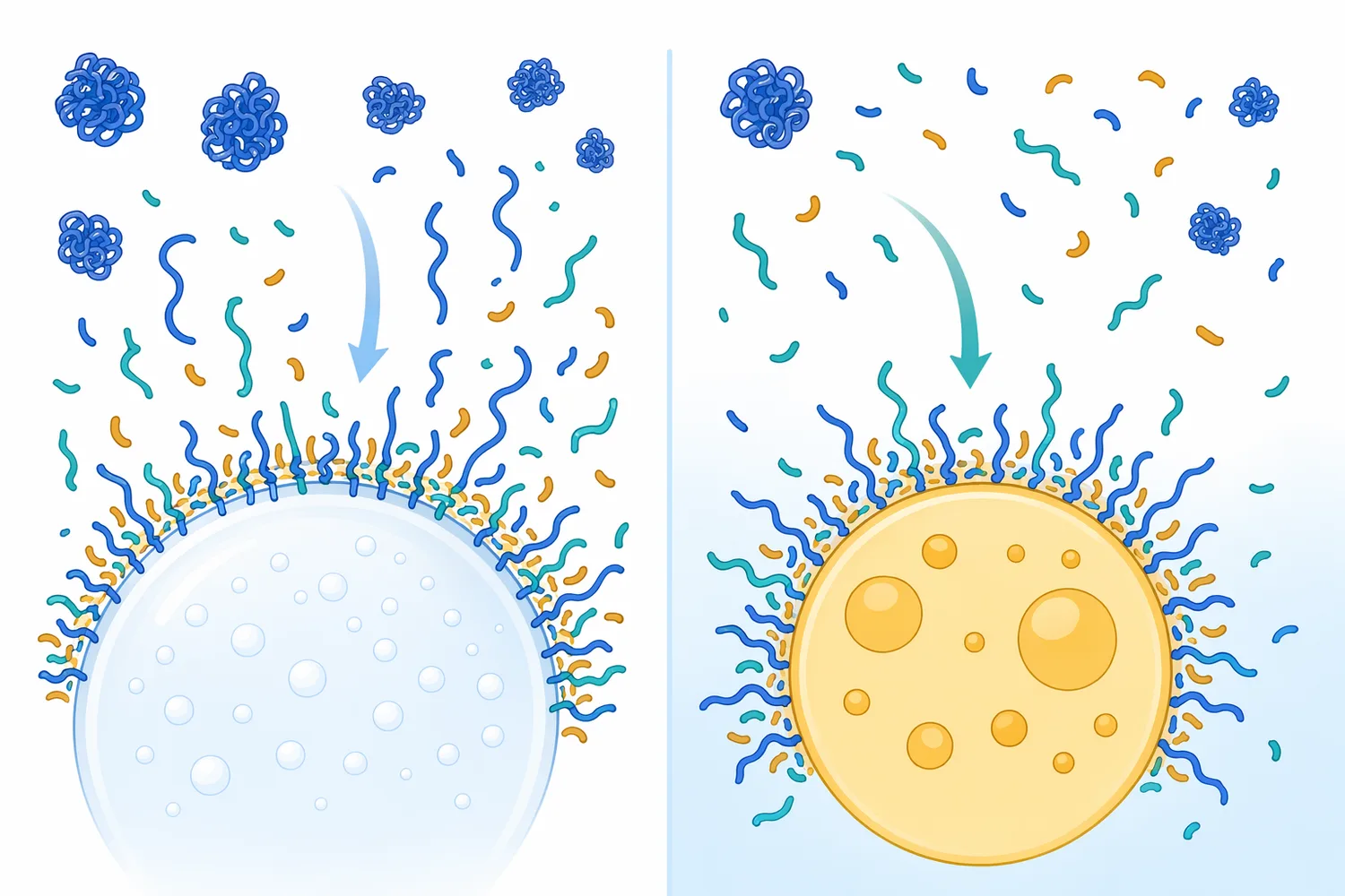 Moderately hydrolyzed egg peptides can improve dispersion and help stabilize air-water or oil-water interfaces.