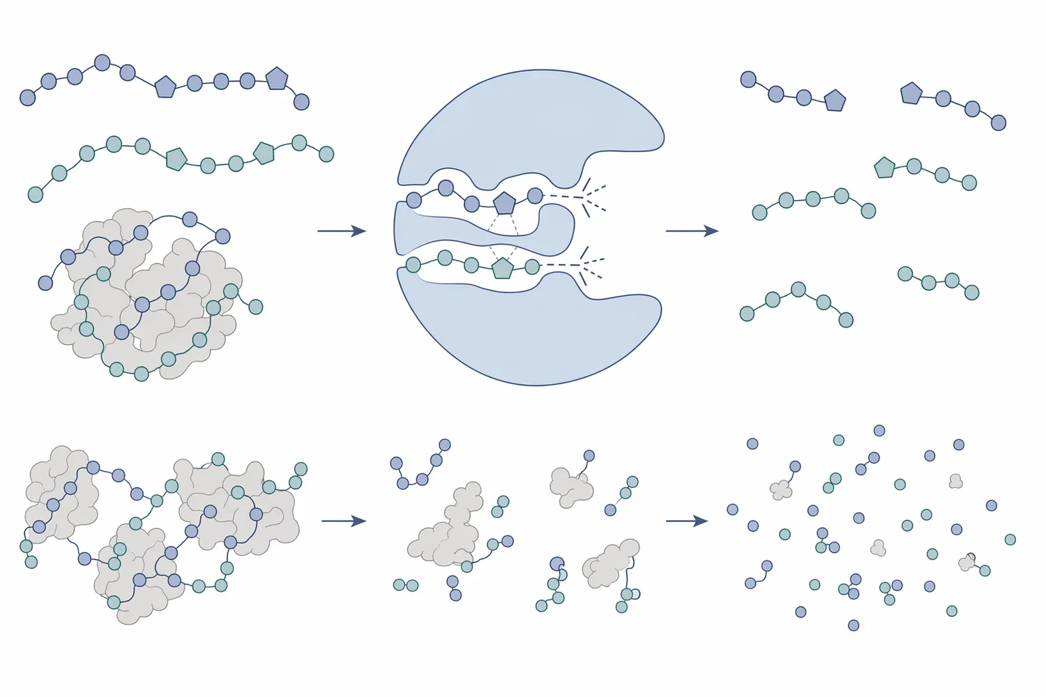 Chill haze forms when proline-rich beer proteins interact with polyphenols and grow into light-scattering aggregates during cooling or storage.