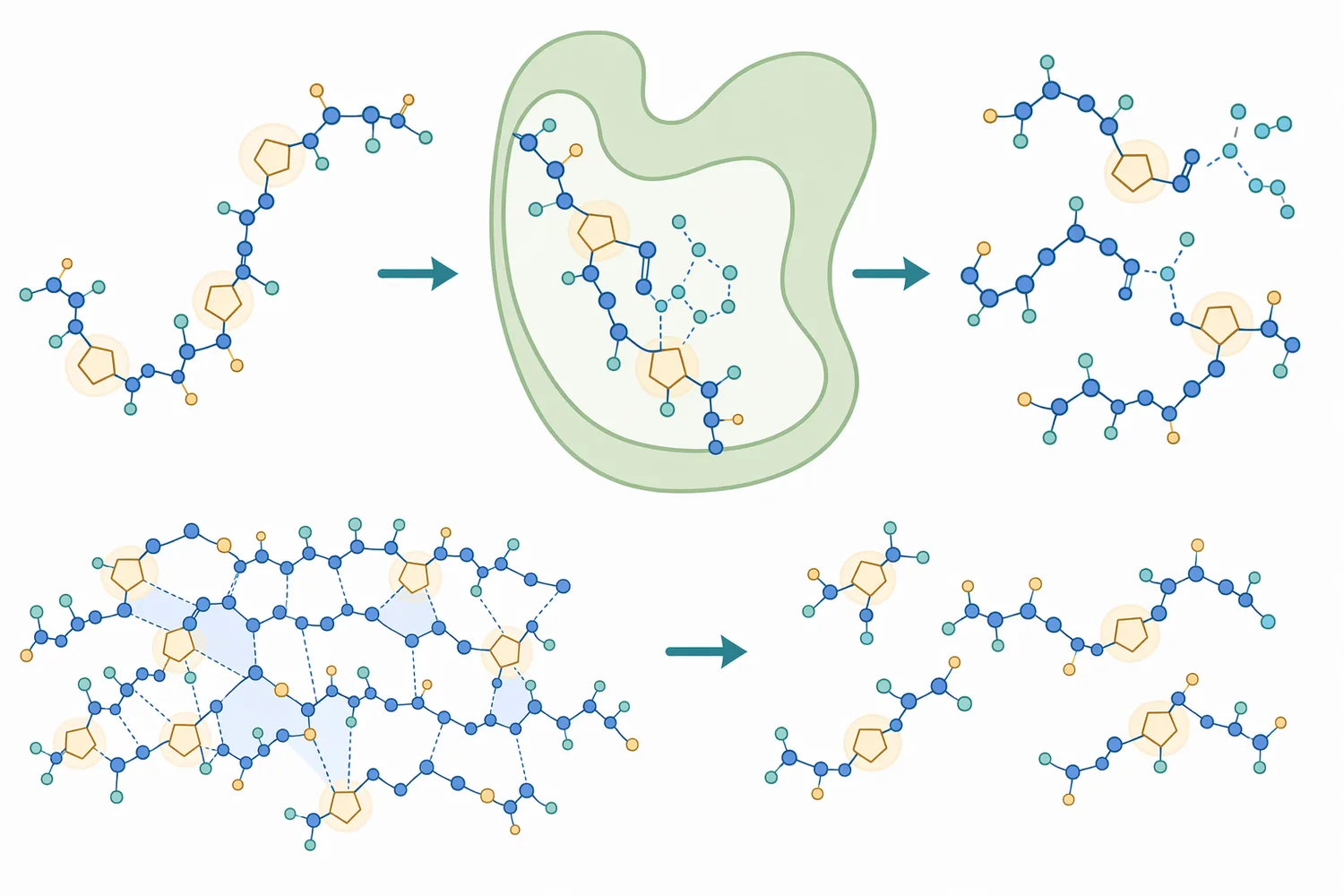 Proline-specific endoprotease cleaves internal proline-associated peptide regions that are resistant to many ordinary proteases.