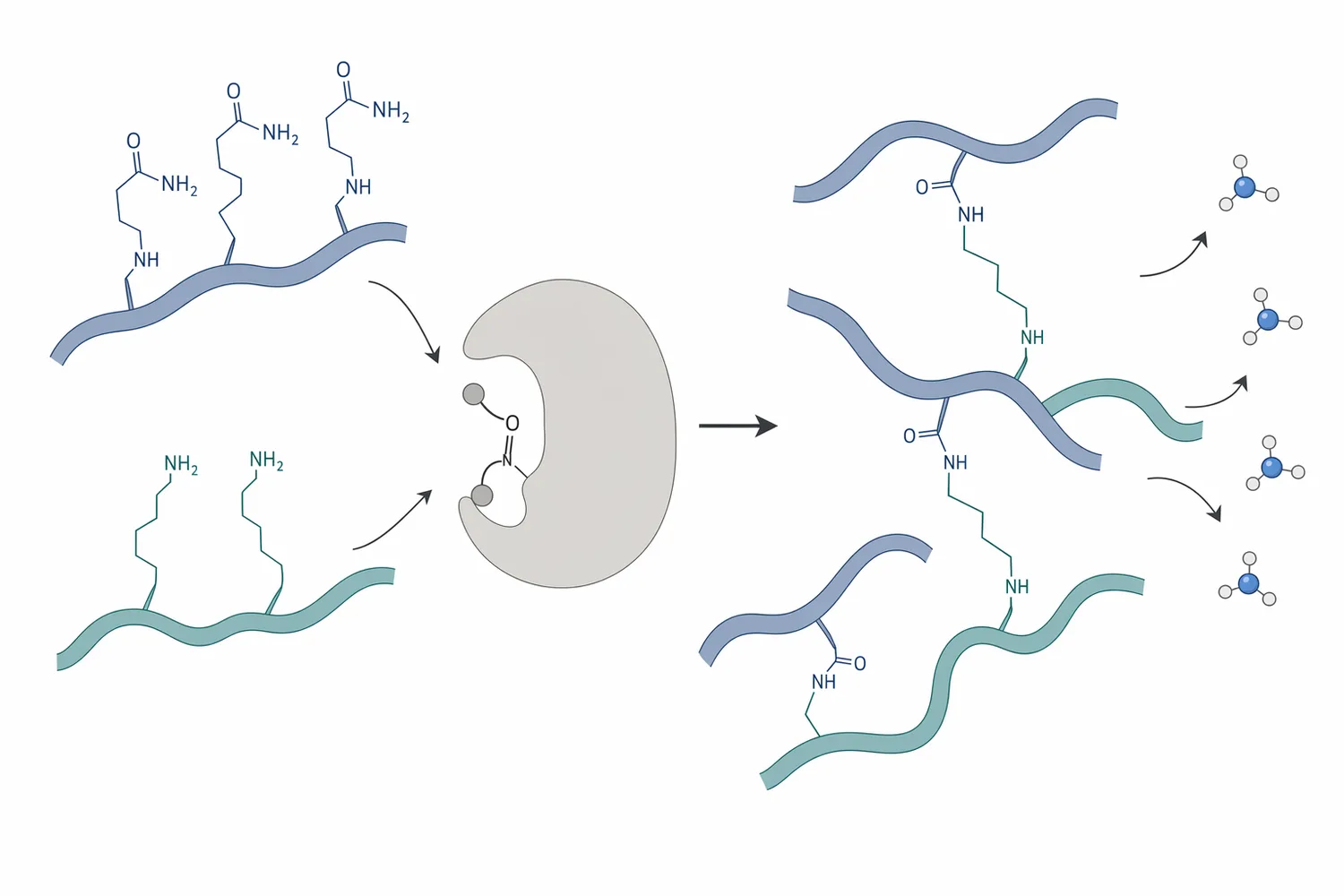 Transglutaminase strengthens food protein networks by forming covalent ε-(γ-glutamyl) lysine cross-links between glutamine and lysine residues.