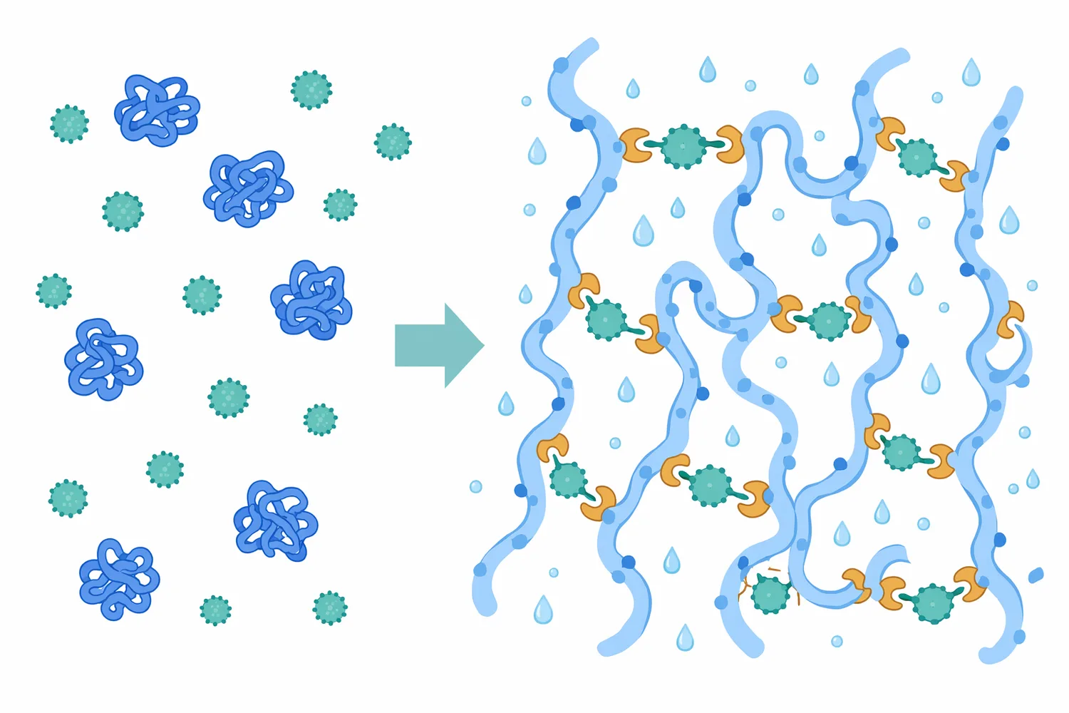 Hydration, solubilization, and partial unfolding make protein sites more accessible for transglutaminase-catalyzed cross-linking.
