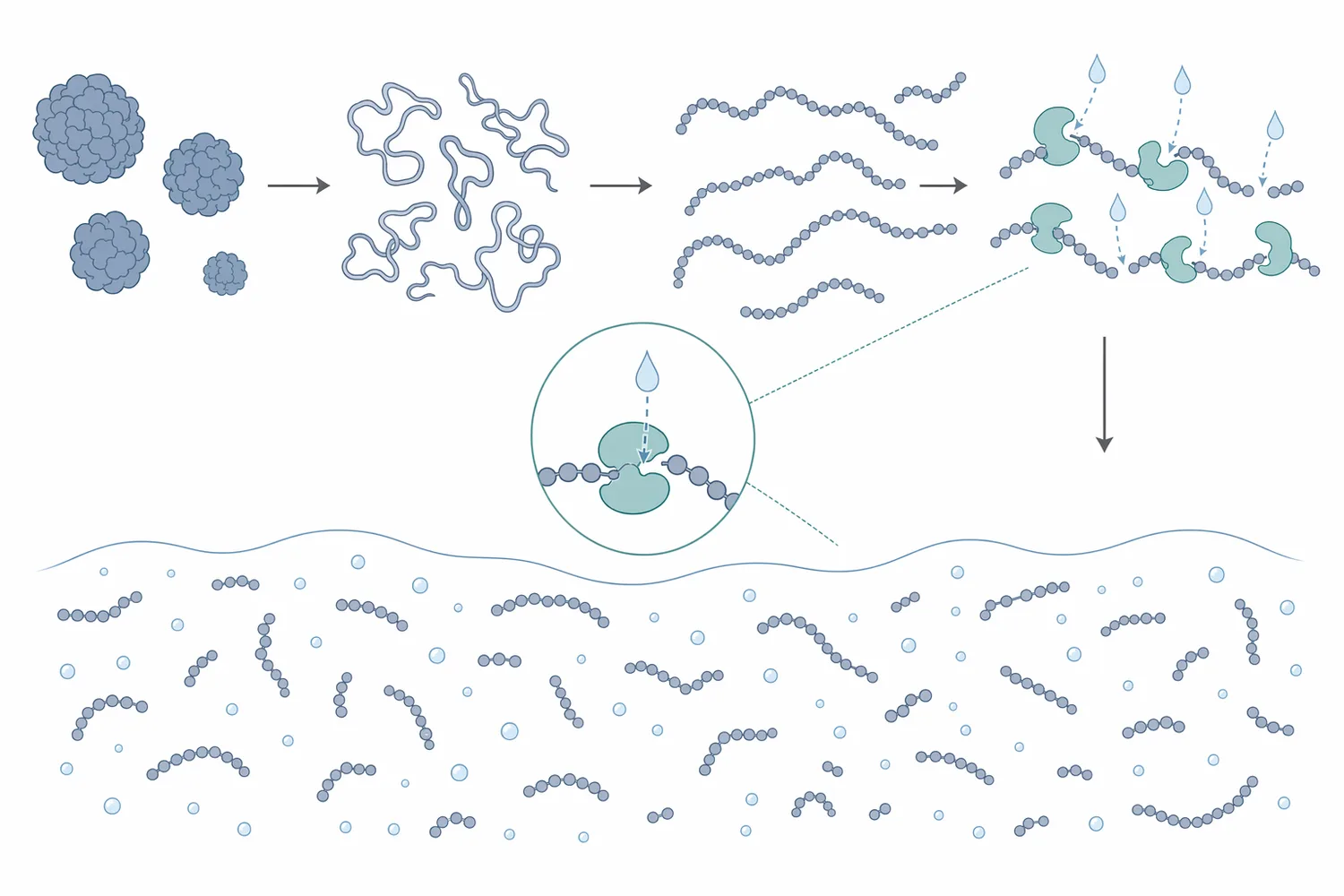 Soybean peptide hydrolase uses water to cleave peptide bonds, shifting intact soy proteins toward smaller, more water-dispersible peptide fractions.